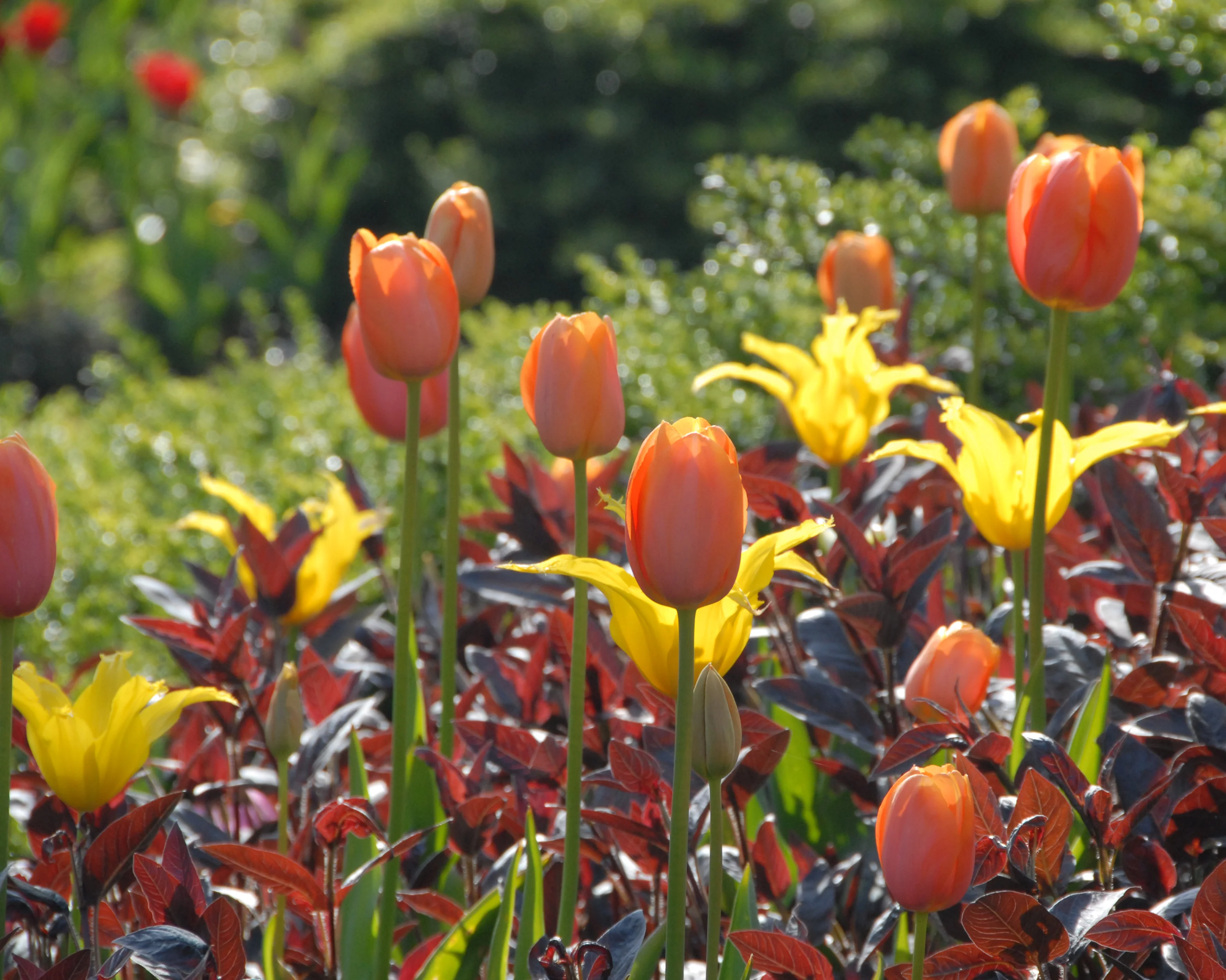 Tulip 'Dordogne' - Image 6