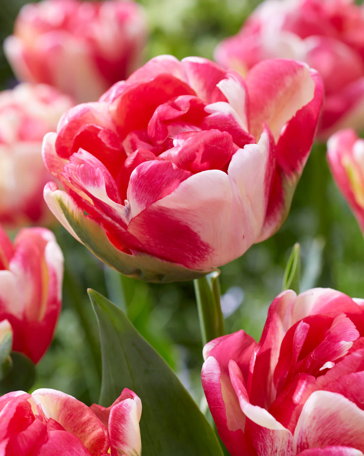 Tulip 'Double Blizz' - Image 3