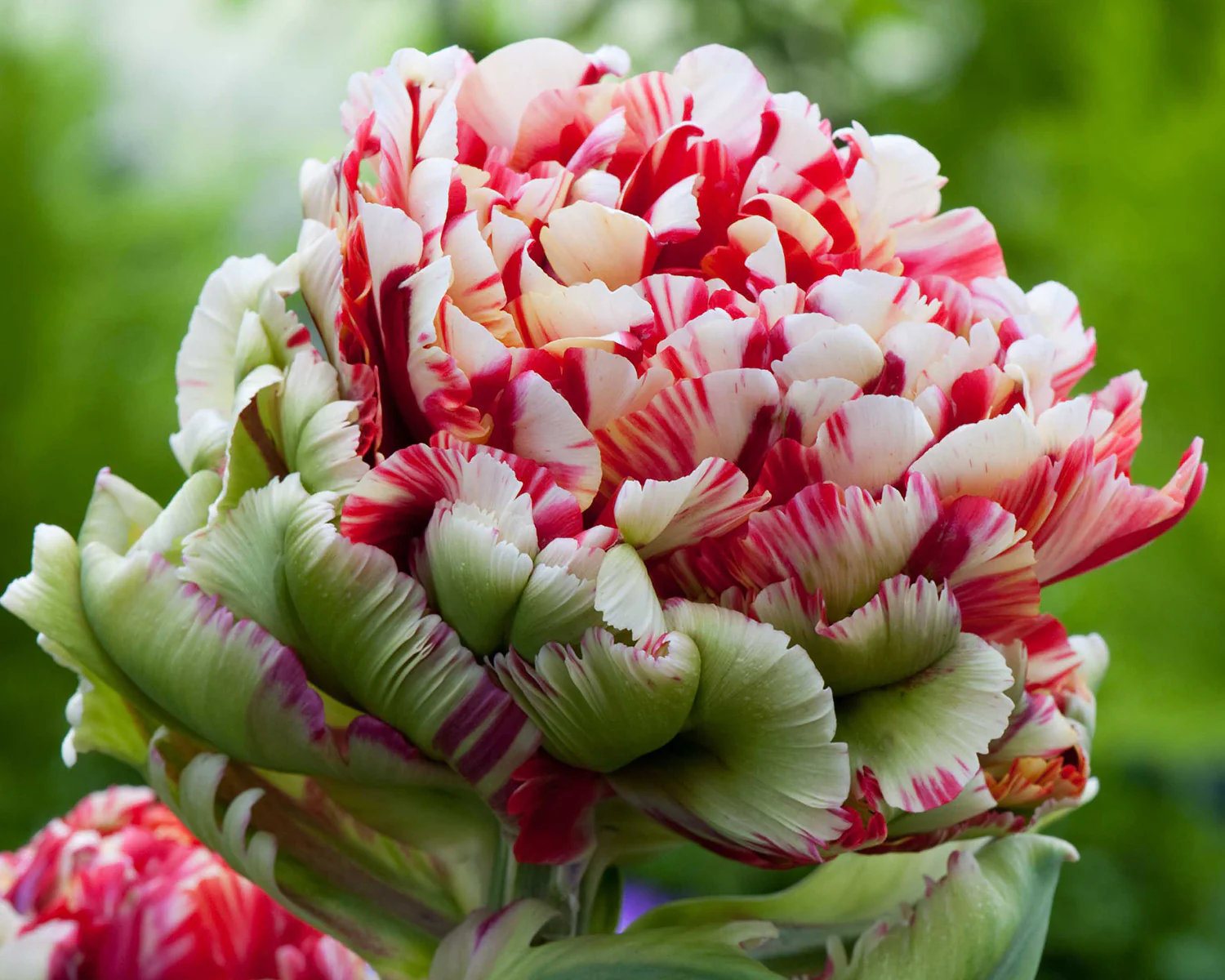Tulip 'Double Flaming Bird' - Image 3