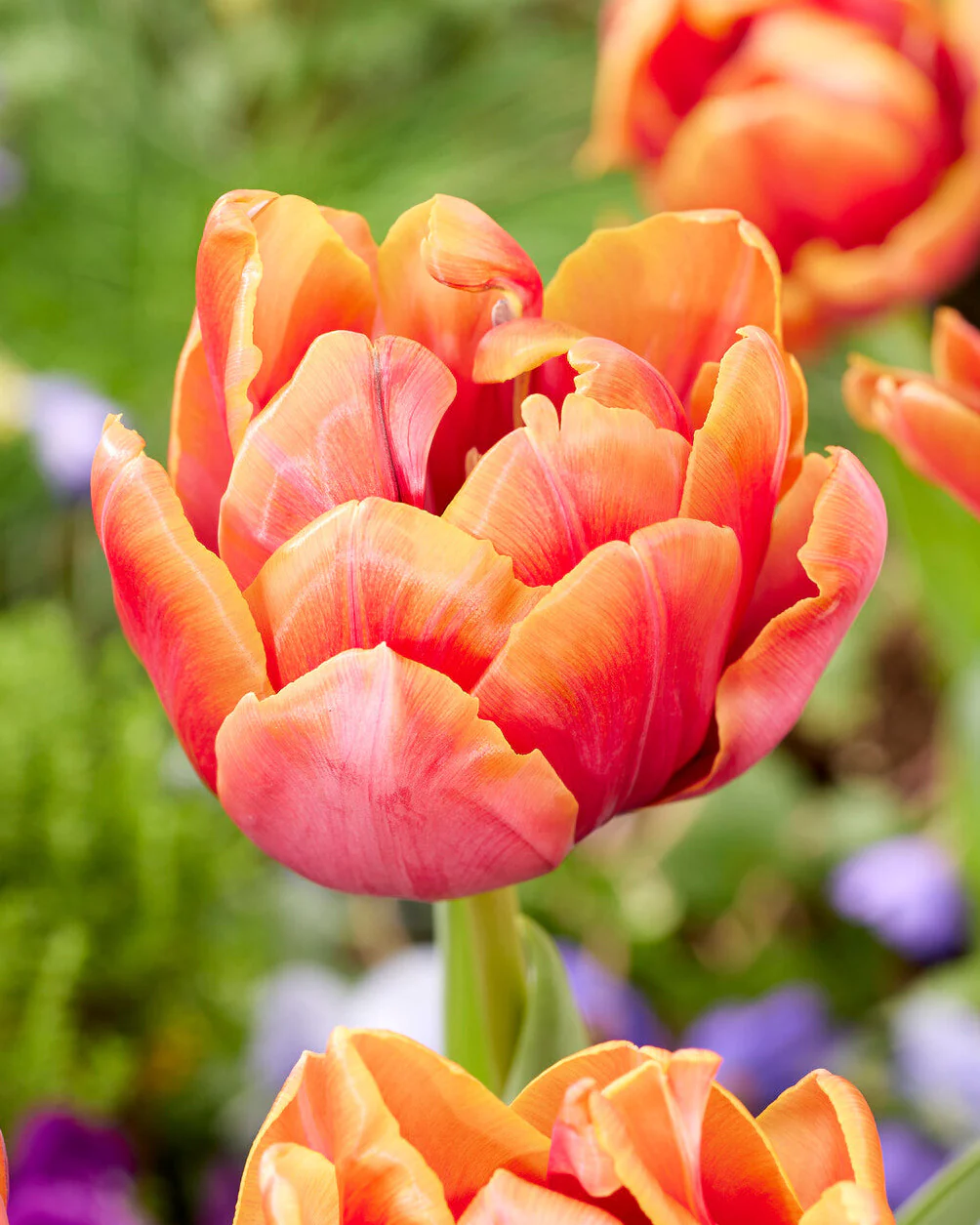 Tulip 'Double Mine'