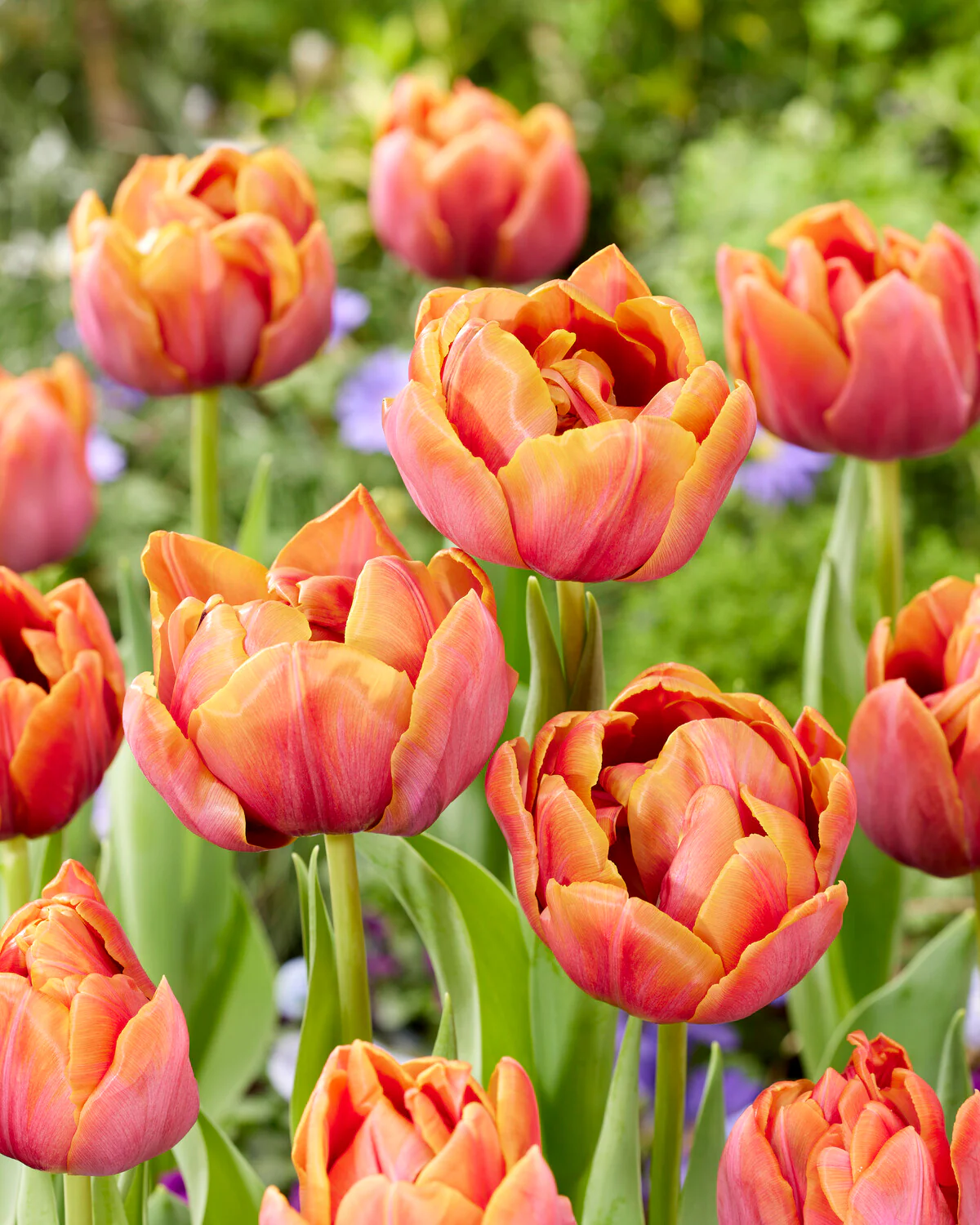 Tulip 'Double Mine' - Image 2