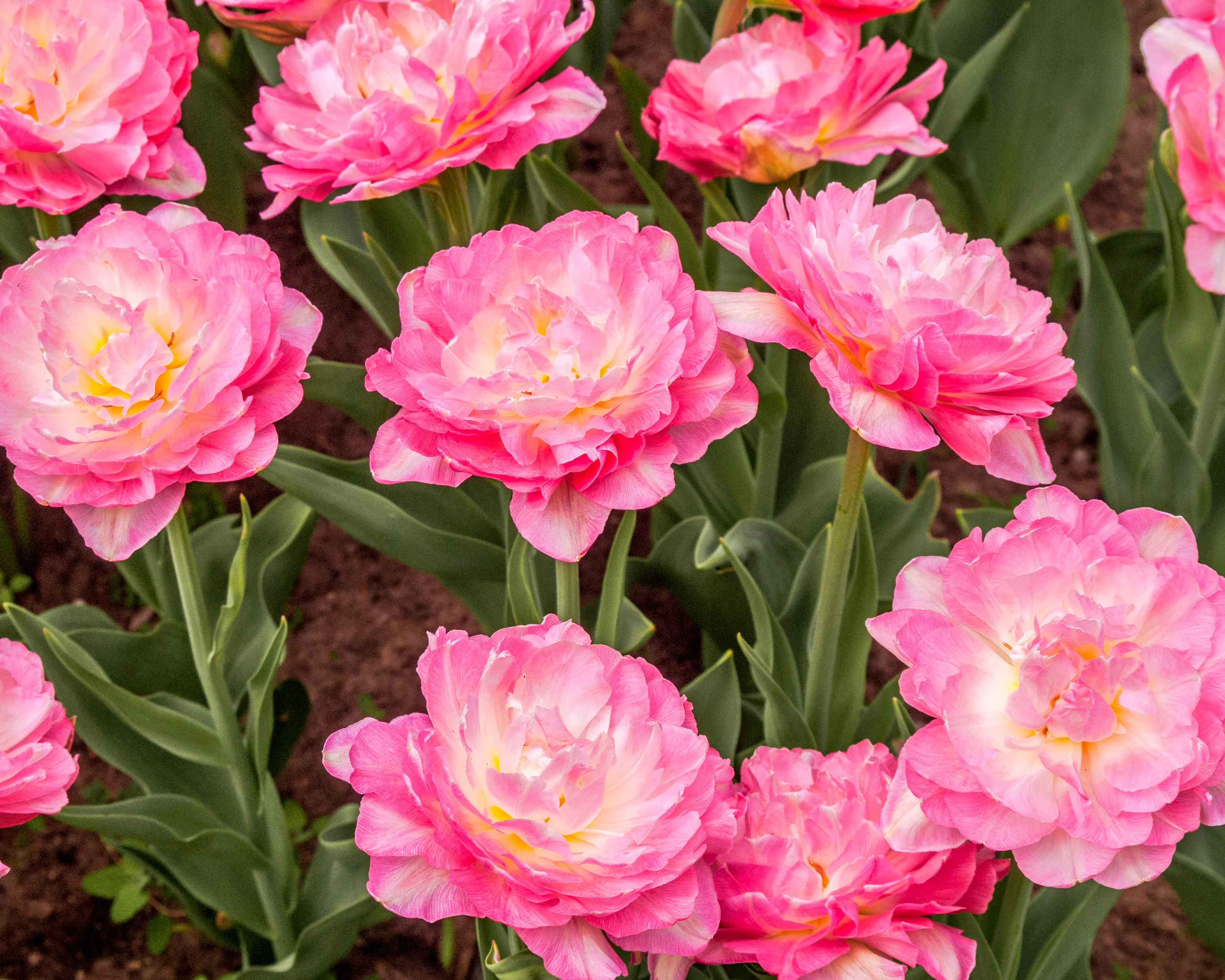 Tulip 'Double Sugar' - Image 14