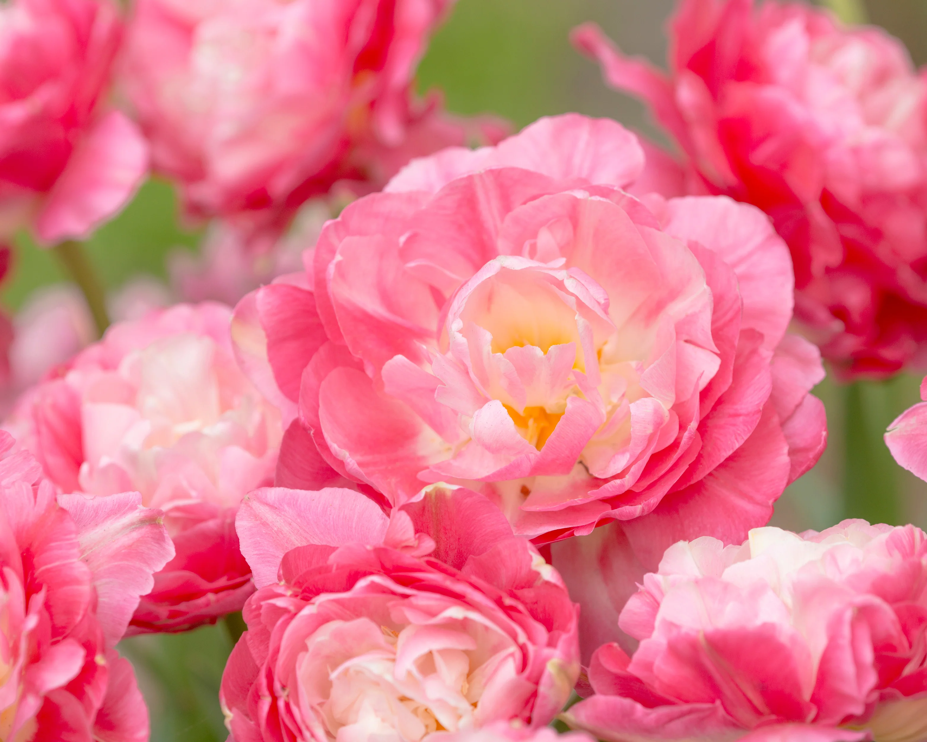 Tulip 'Double Sugar' - Image 15
