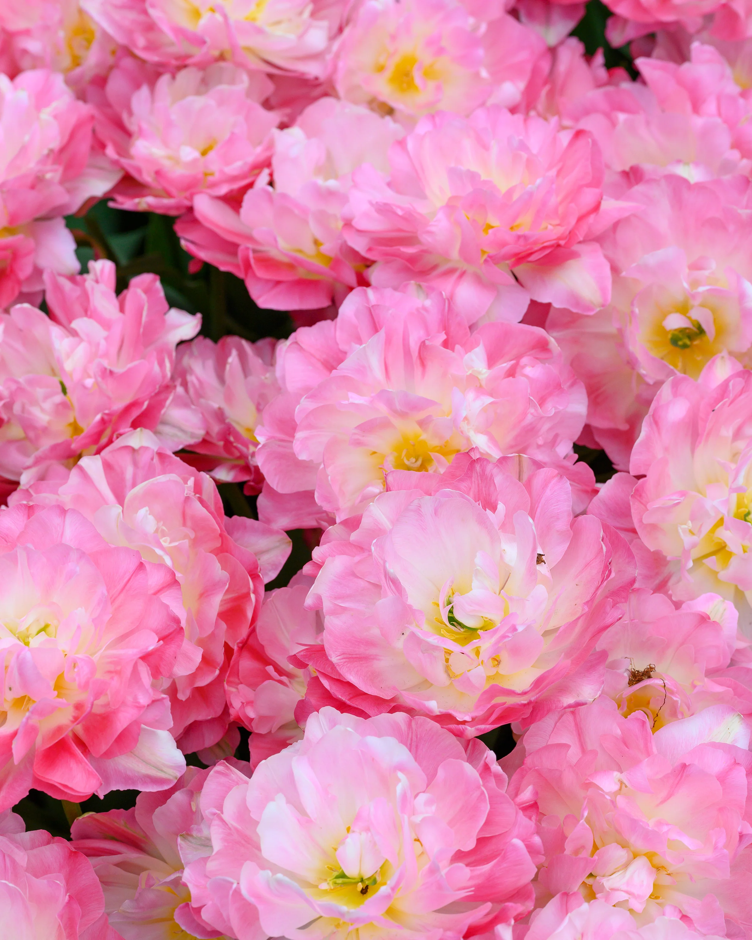 Tulip 'Double Sugar' - Image 16