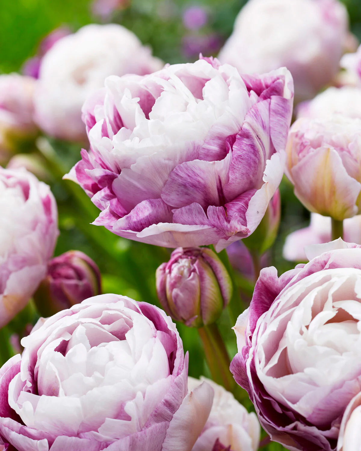 Tulip 'Double Surprise' - Image 6