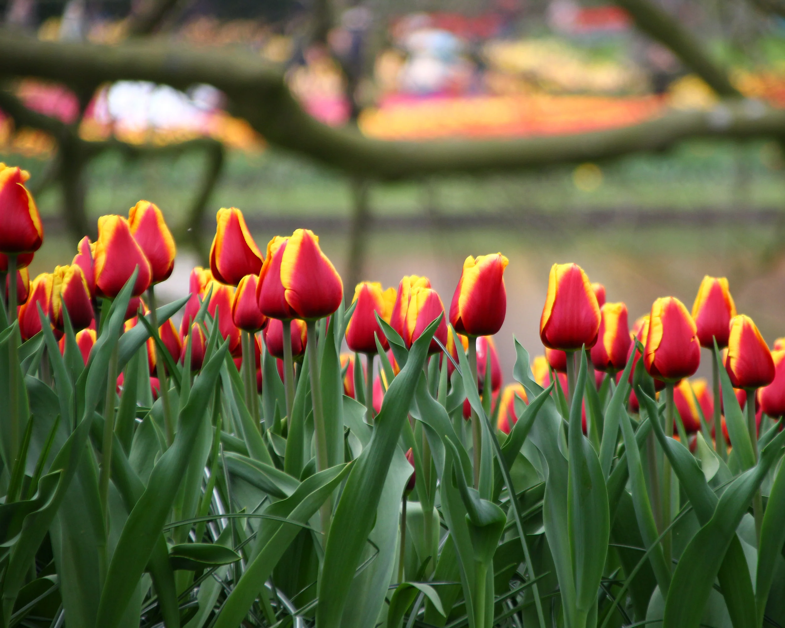 Tulip 'Dow Jones' - Image 3