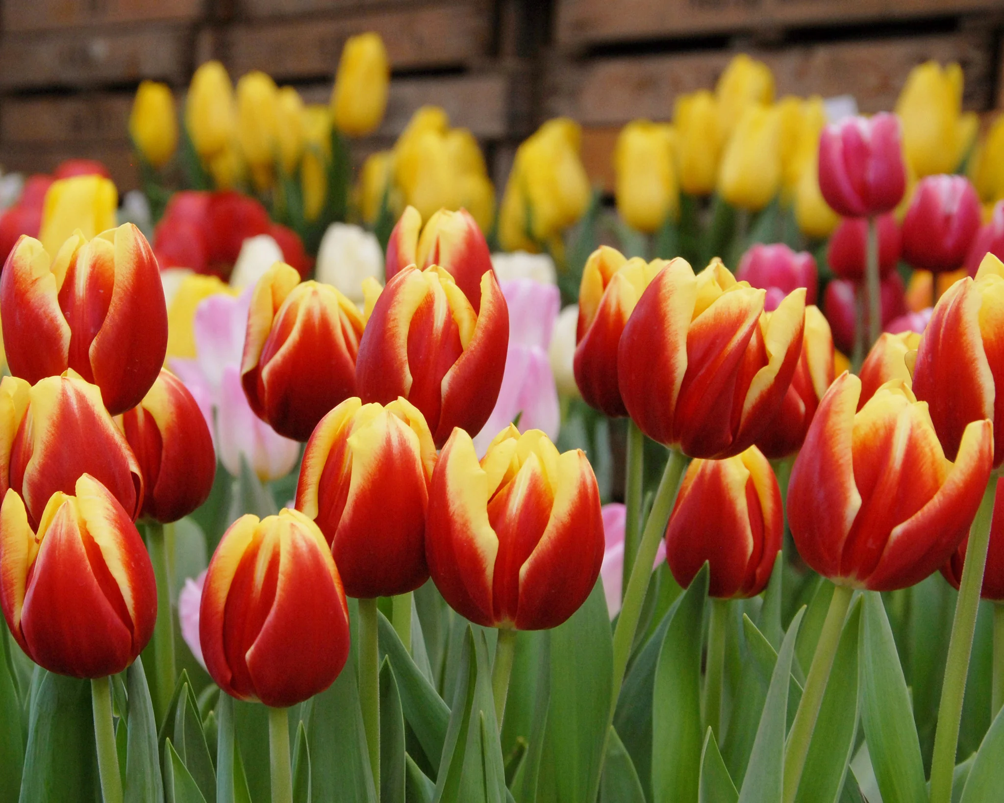 Tulip 'Dow Jones' - Image 4