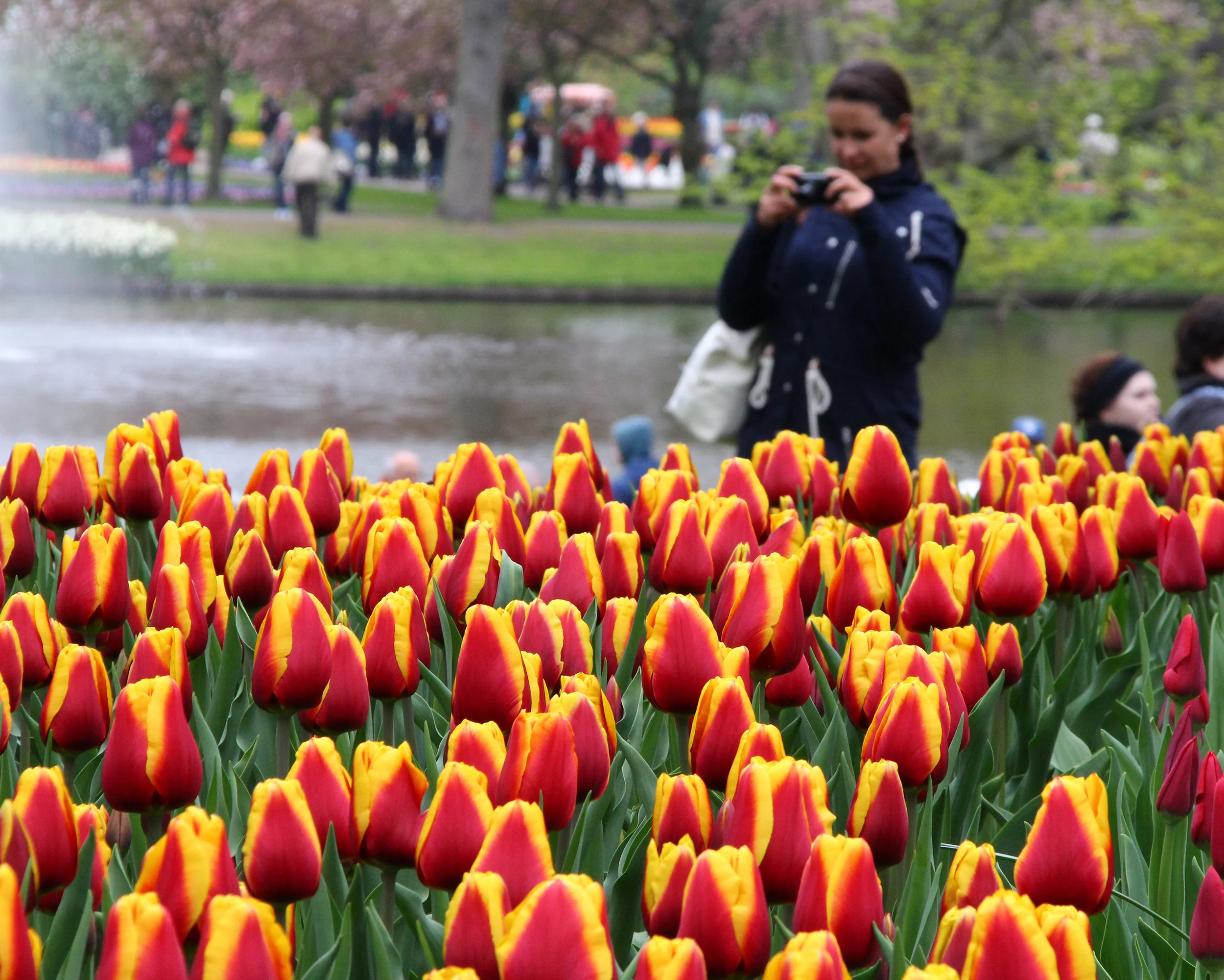 Tulip 'Dow Jones' - Image 5