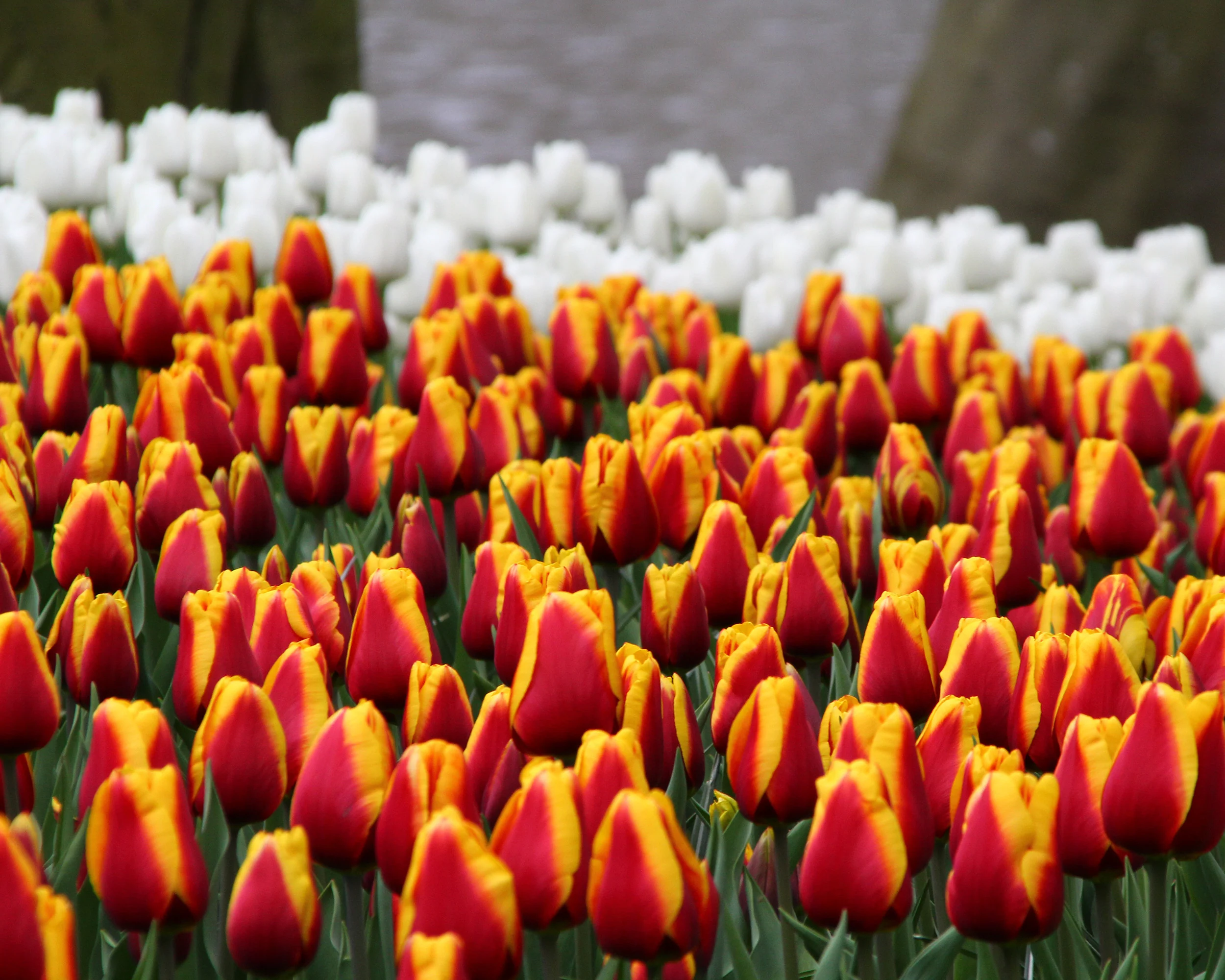 Tulip 'Dow Jones' - Image 7