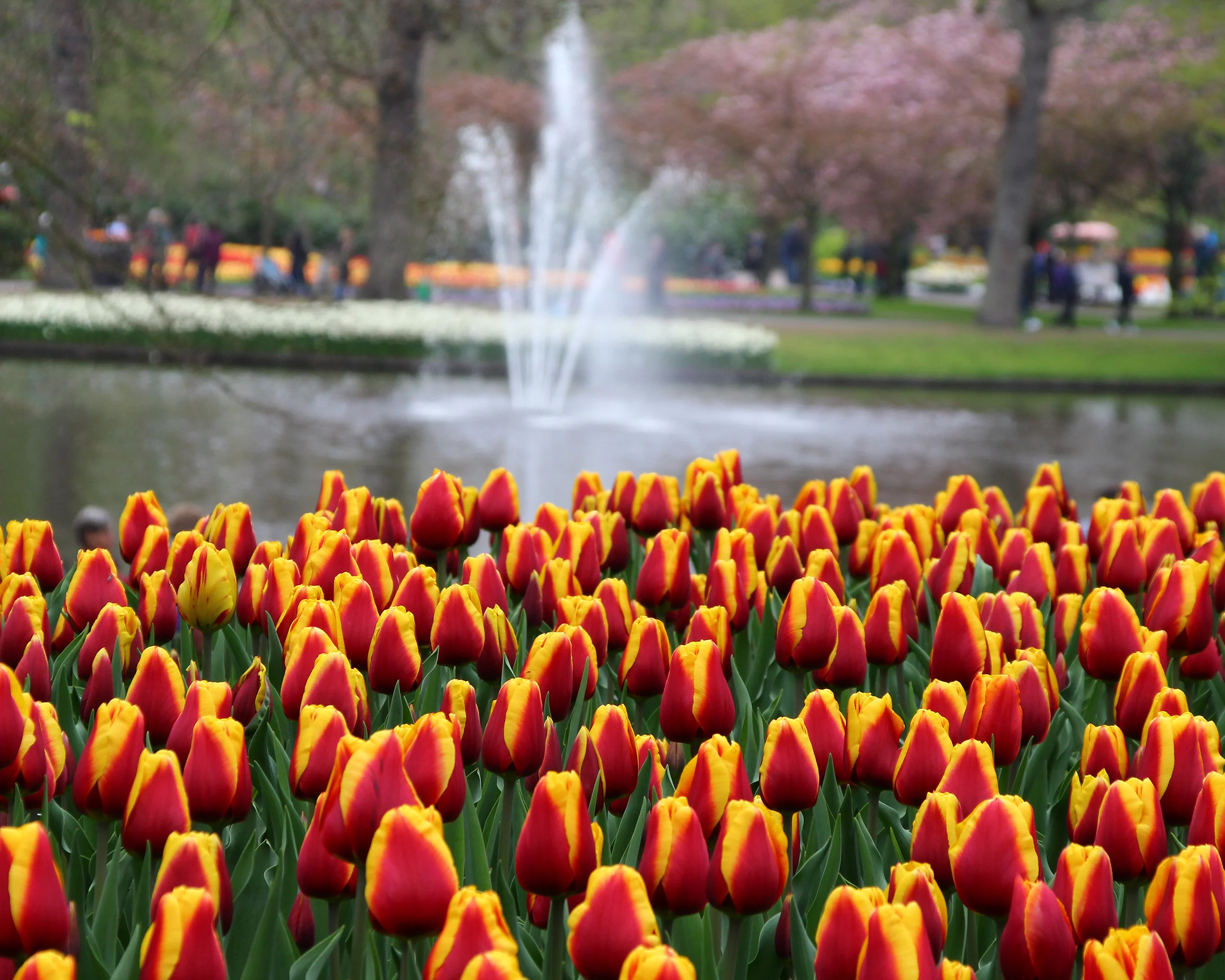 Tulip 'Dow Jones' - Image 8