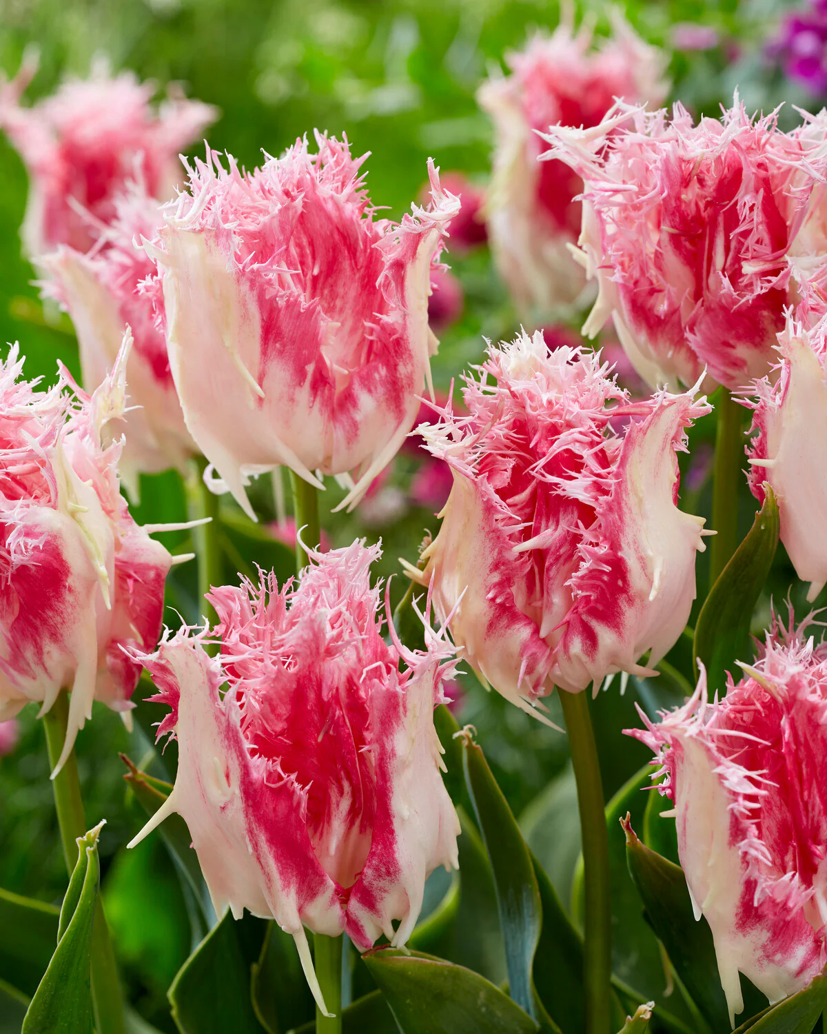 Tulip 'Drakensteyn' - Image 2