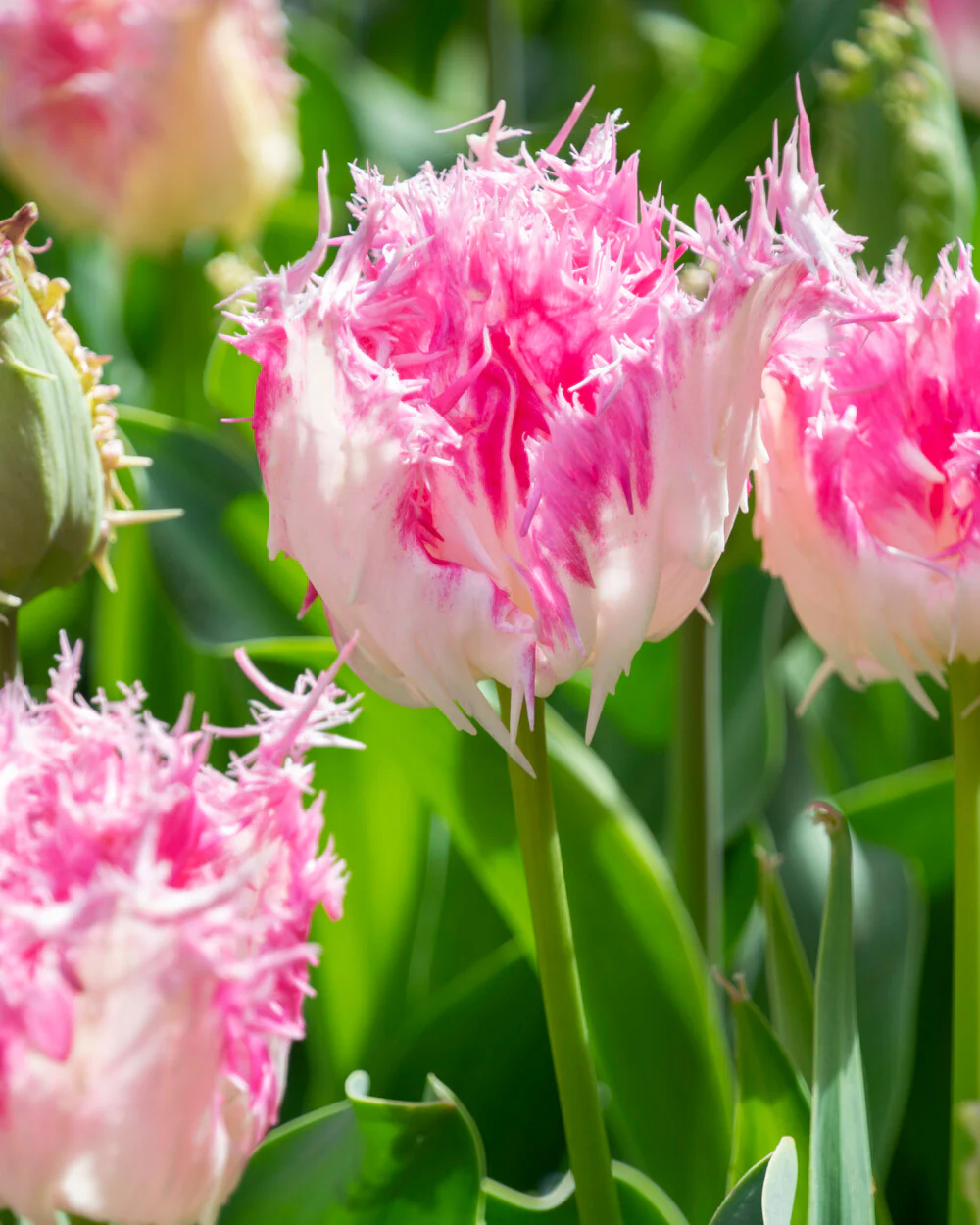 Tulip 'Drakensteyn' - Image 3
