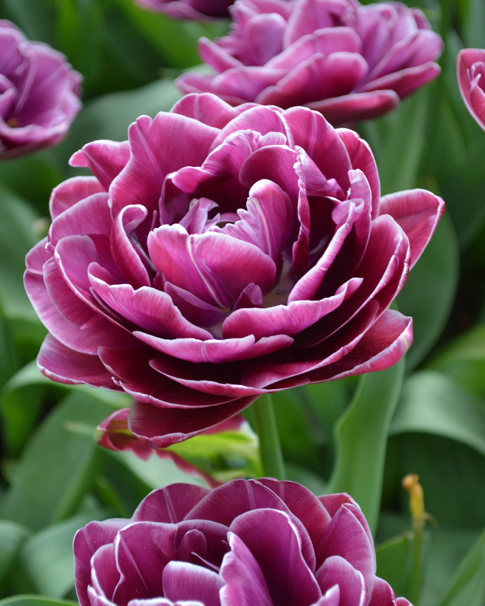 Tulip 'Dream Touch'