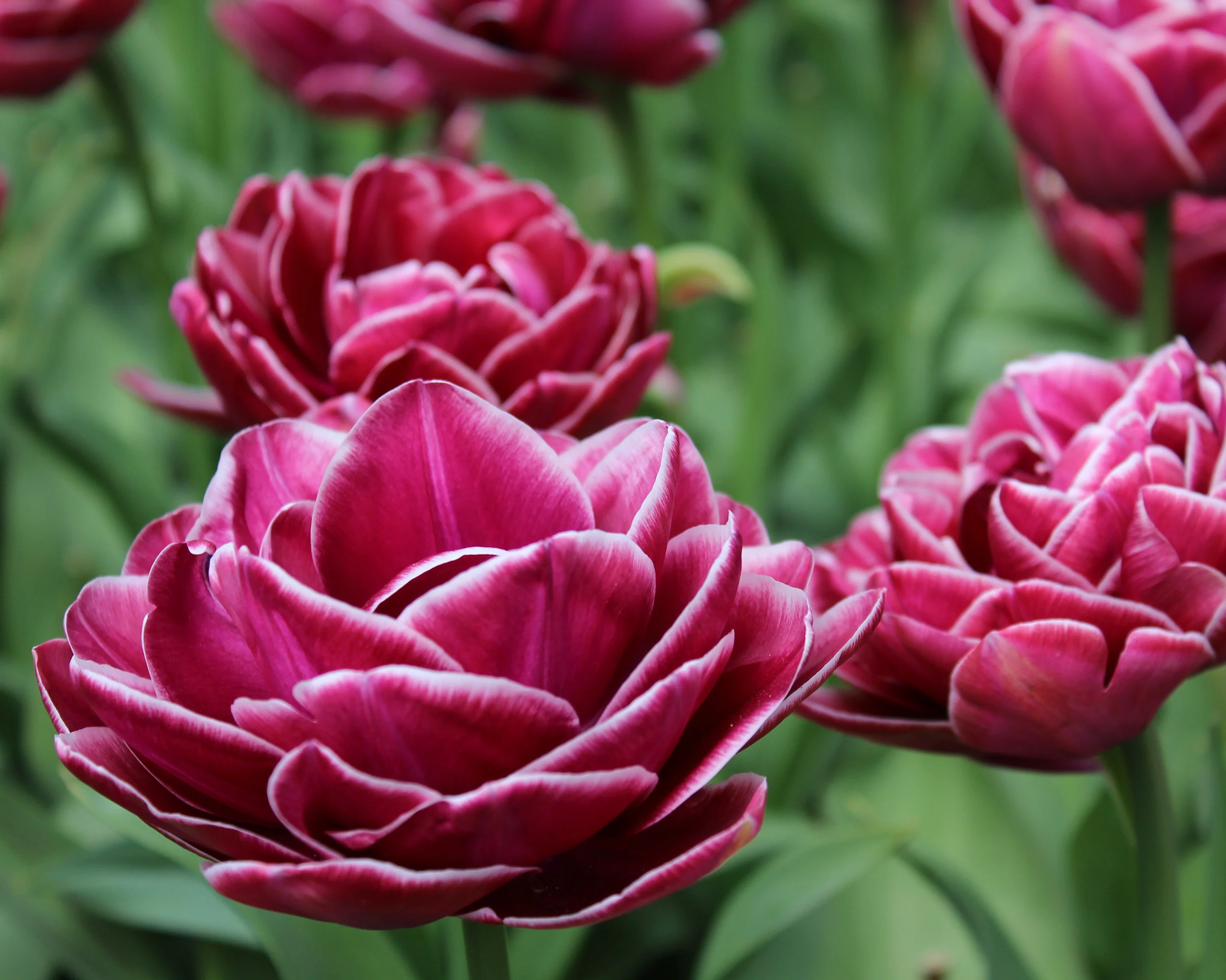 Tulip 'Dream Touch' - Image 4