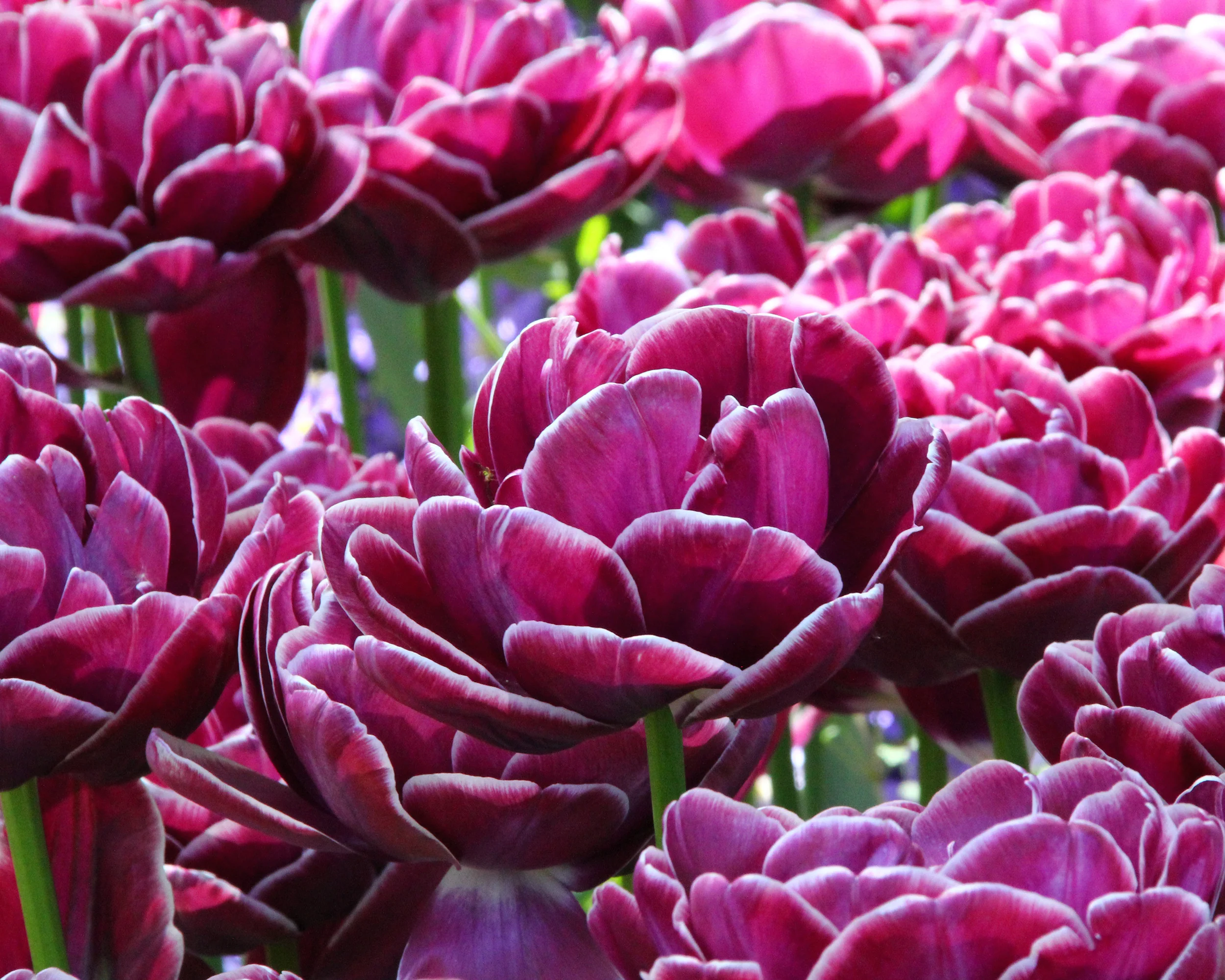 Tulip 'Dream Touch' - Image 5