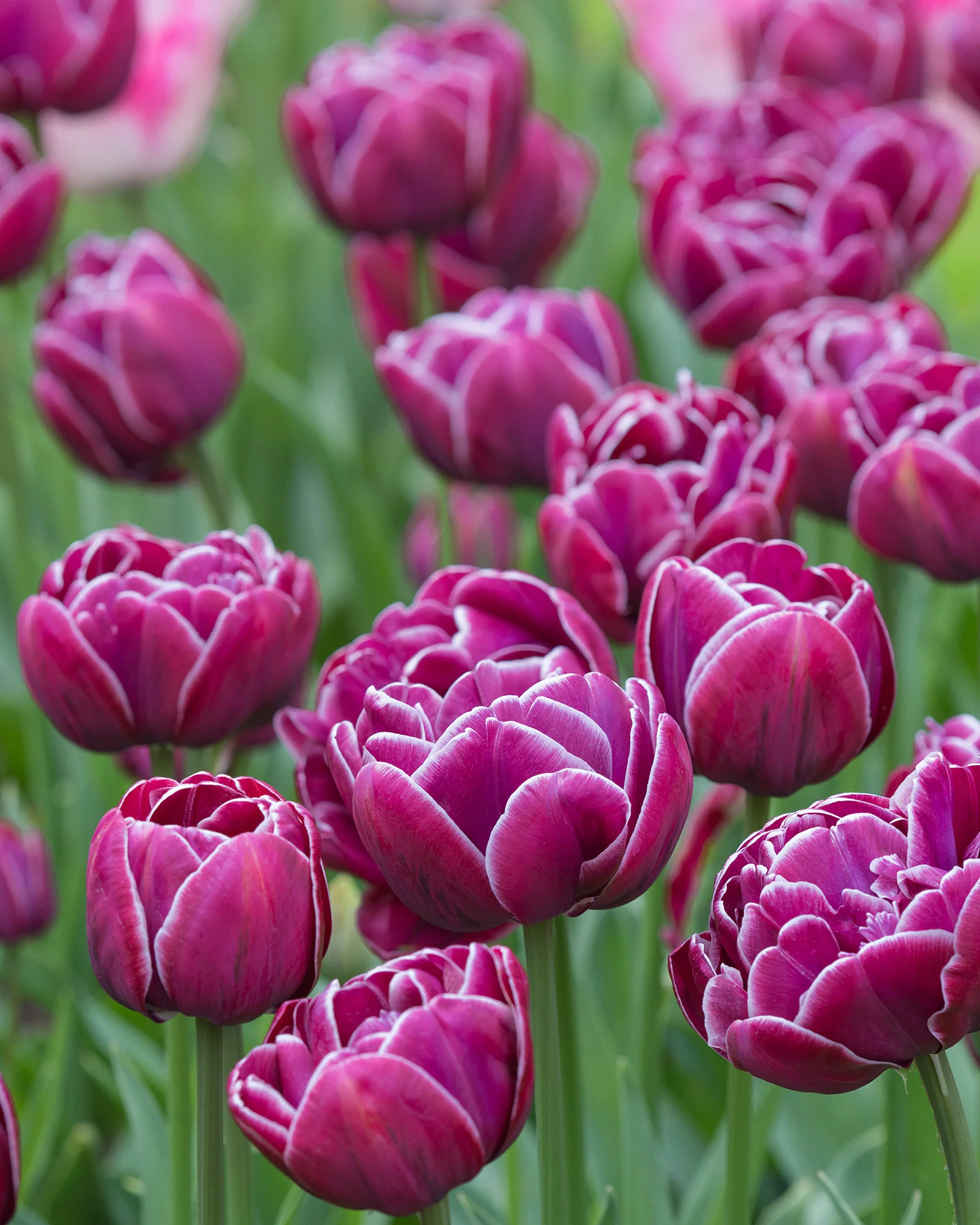Tulip 'Dream Touch' - Image 6