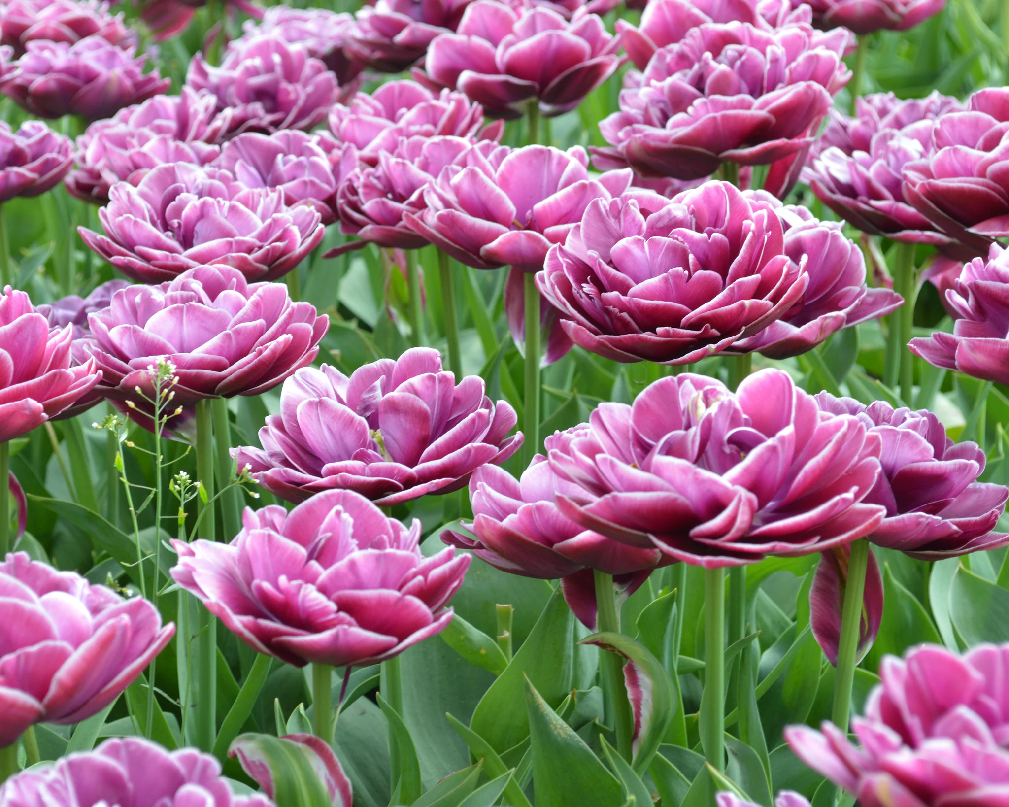 Tulip 'Dream Touch' - Image 7