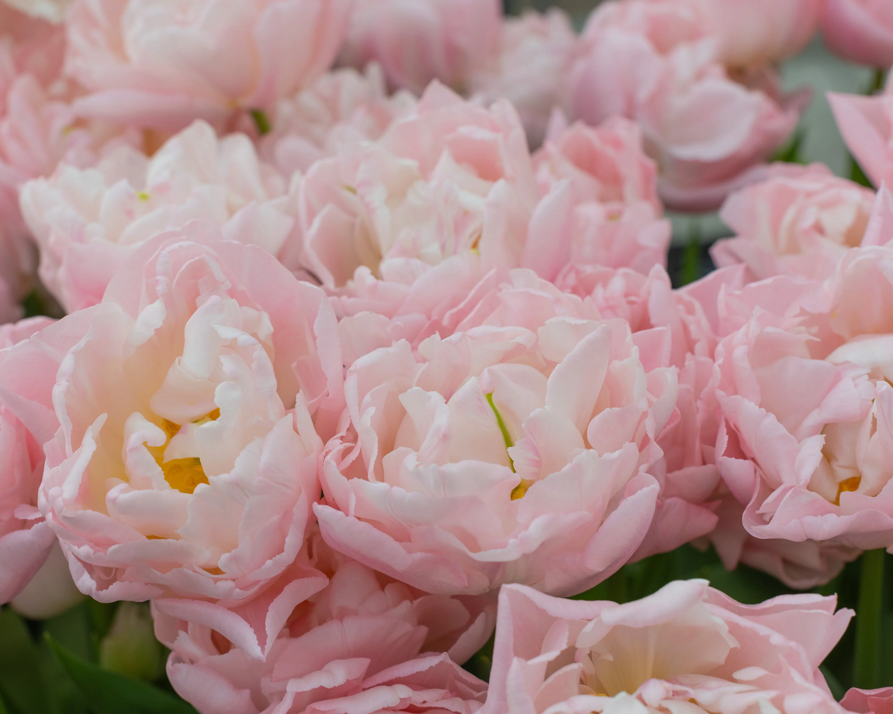 Tulip 'Dreamer' - Image 10
