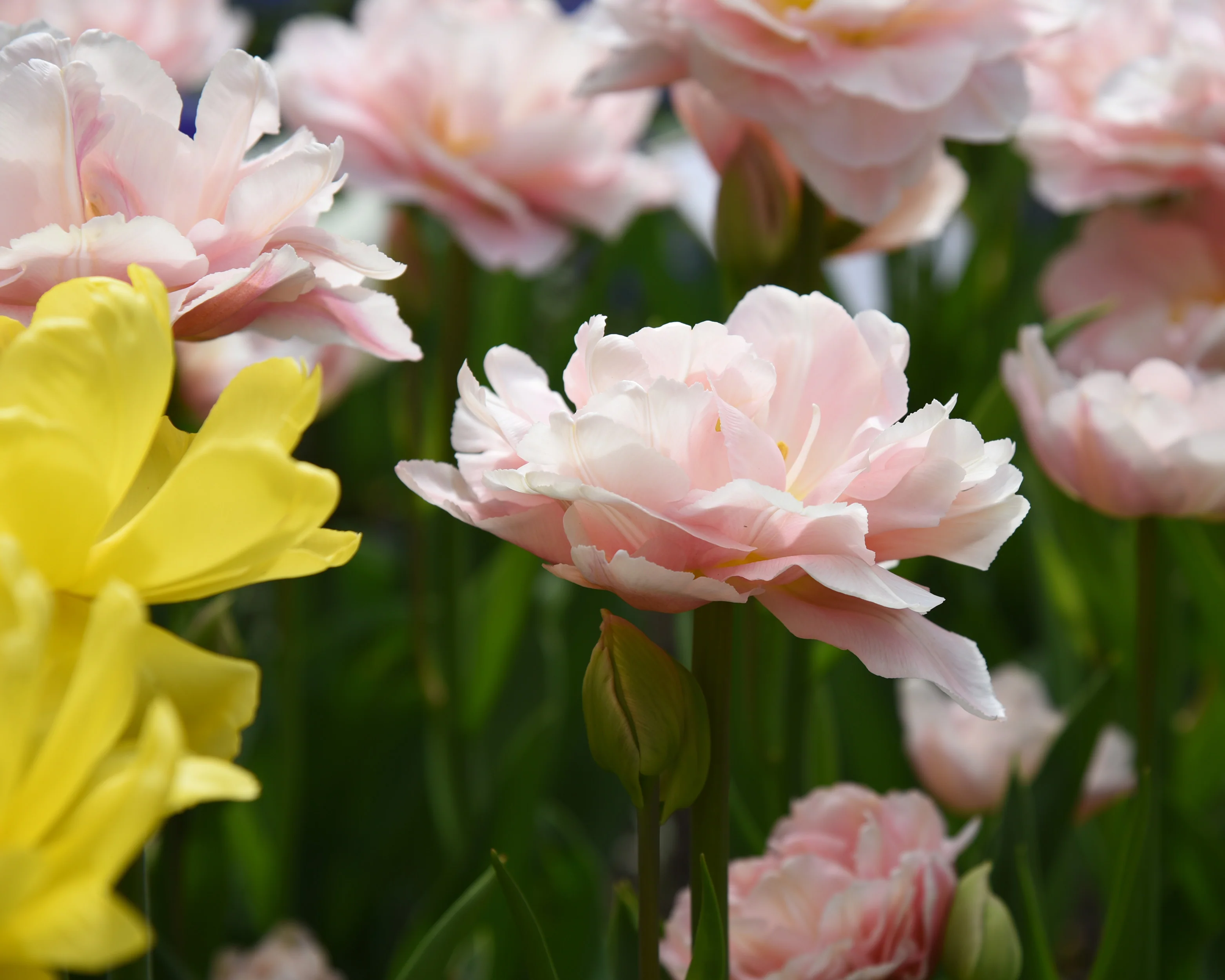 Tulip 'Dreamer' - Image 11