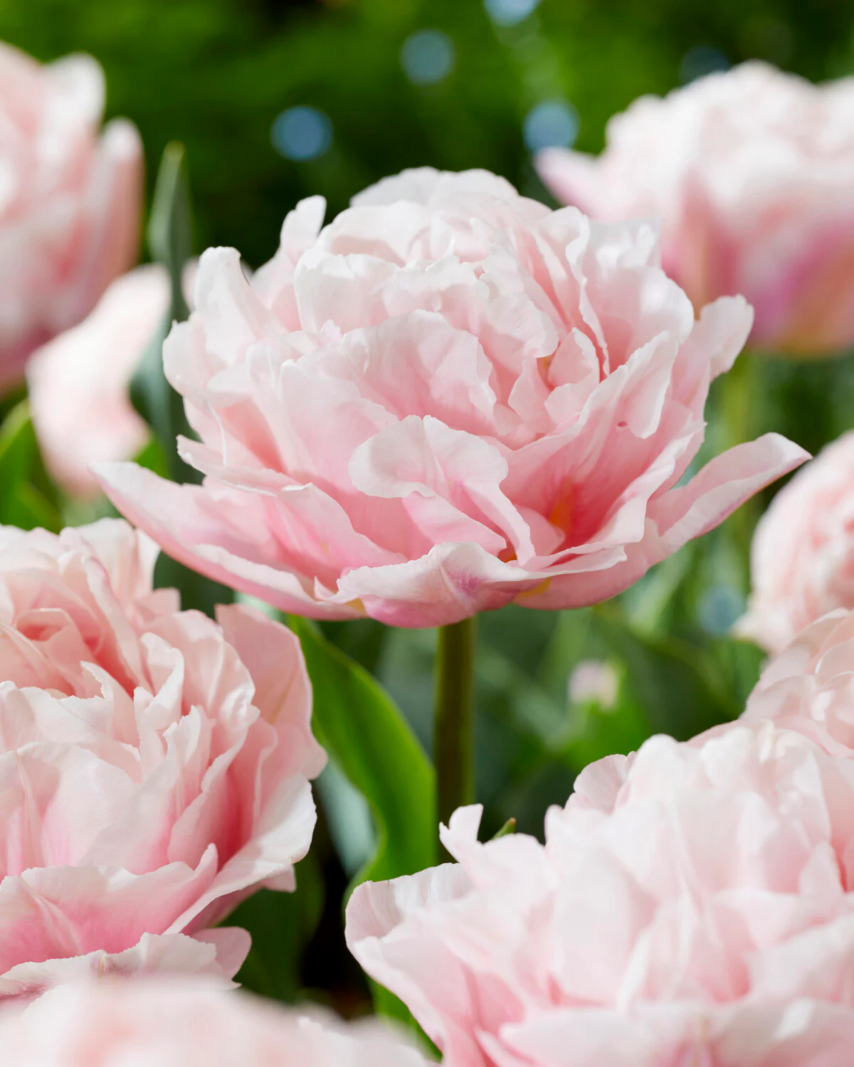 Tulip 'Dreamer' - Image 3