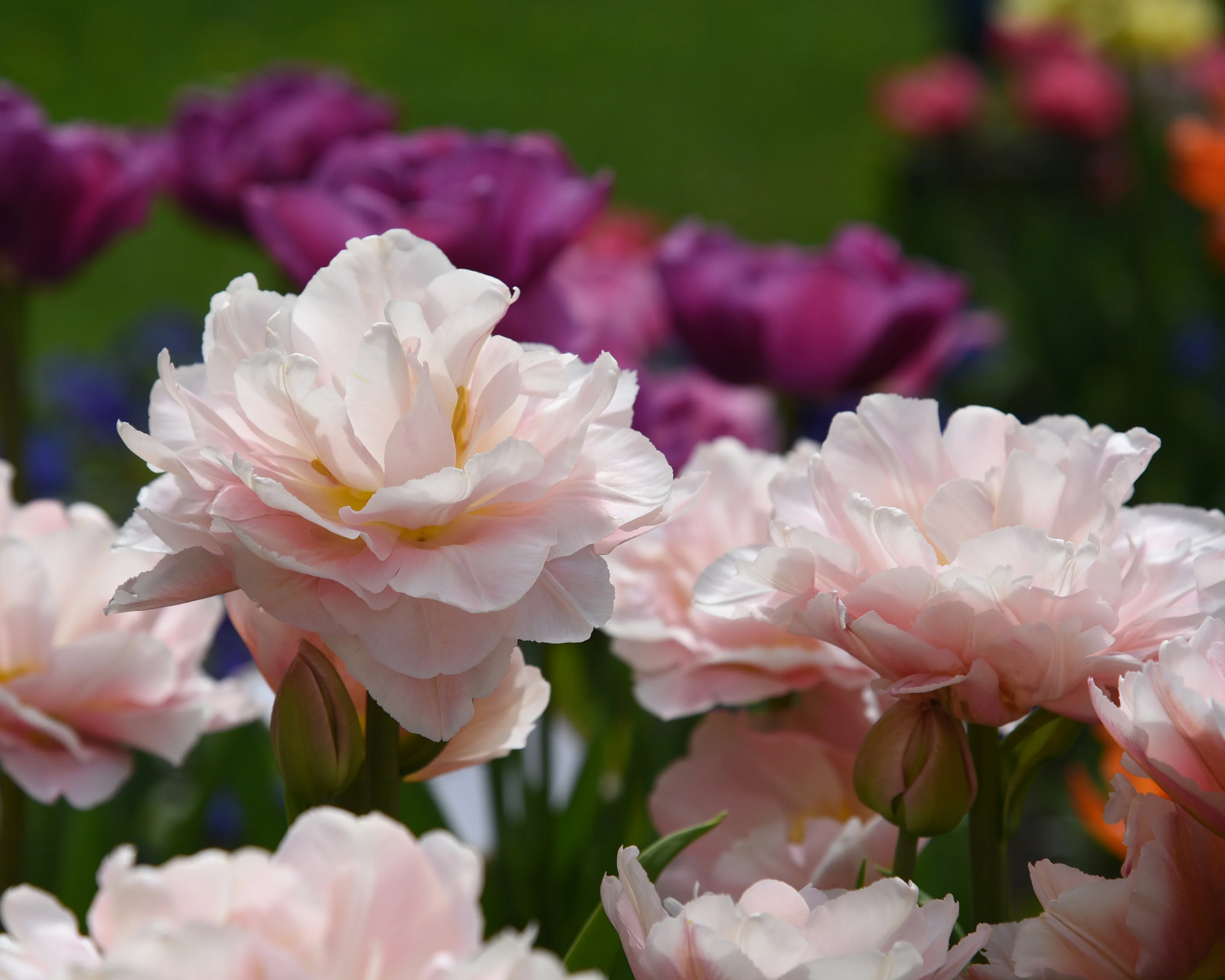 Tulip 'Dreamer' - Image 5