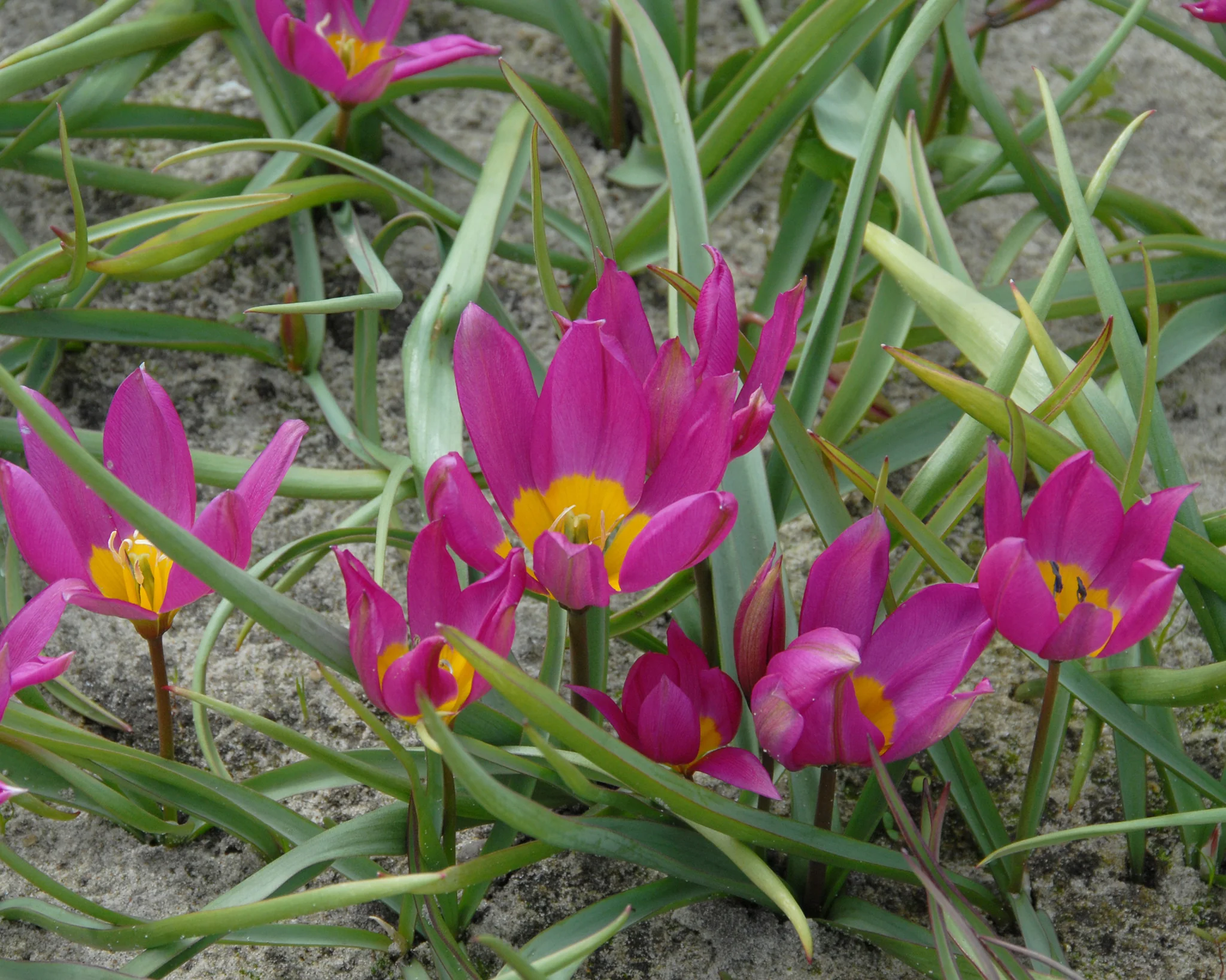 Tulip pulchella 'Eastern Star' - Image 2