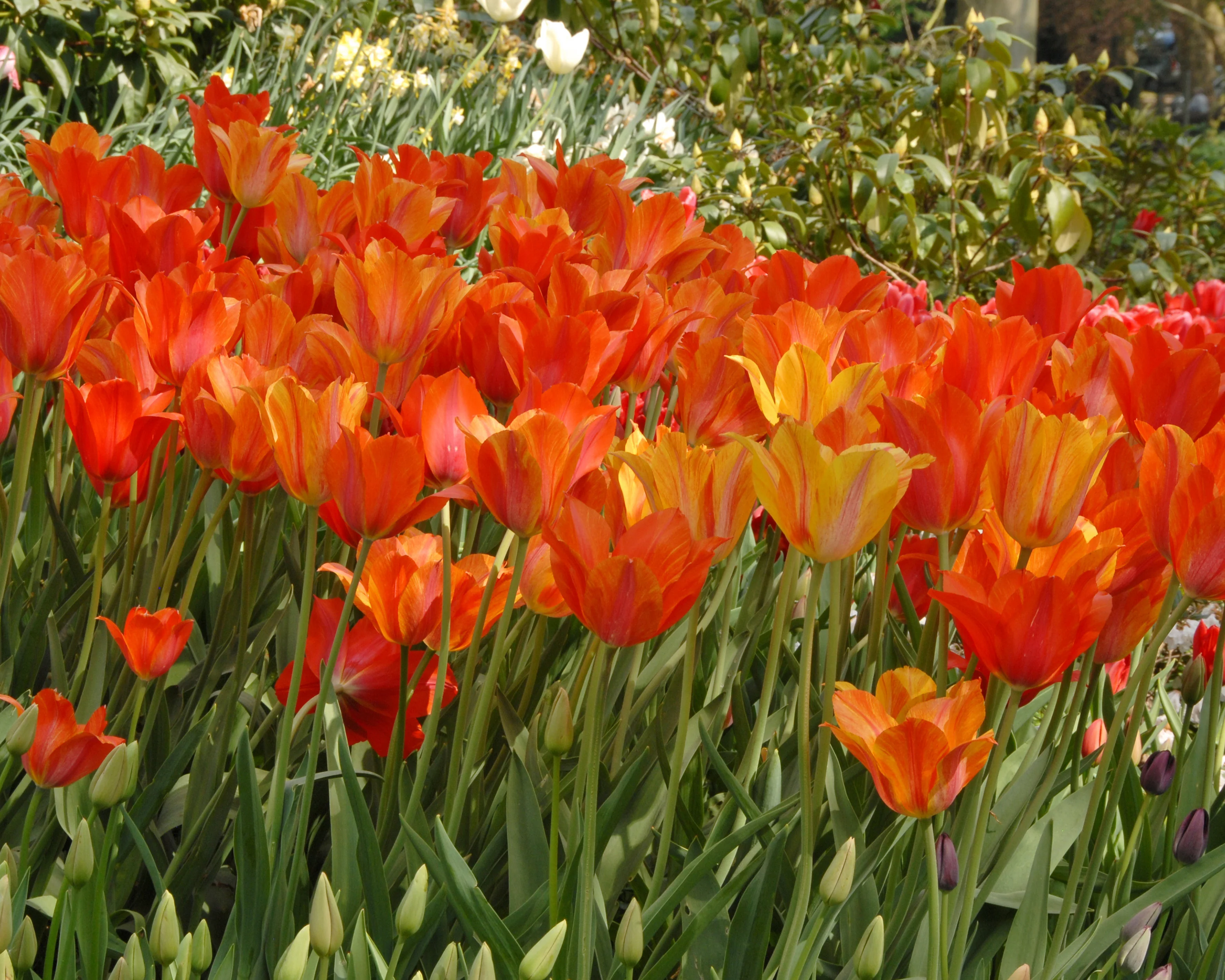 Tulip 'El Niño' - Image 10