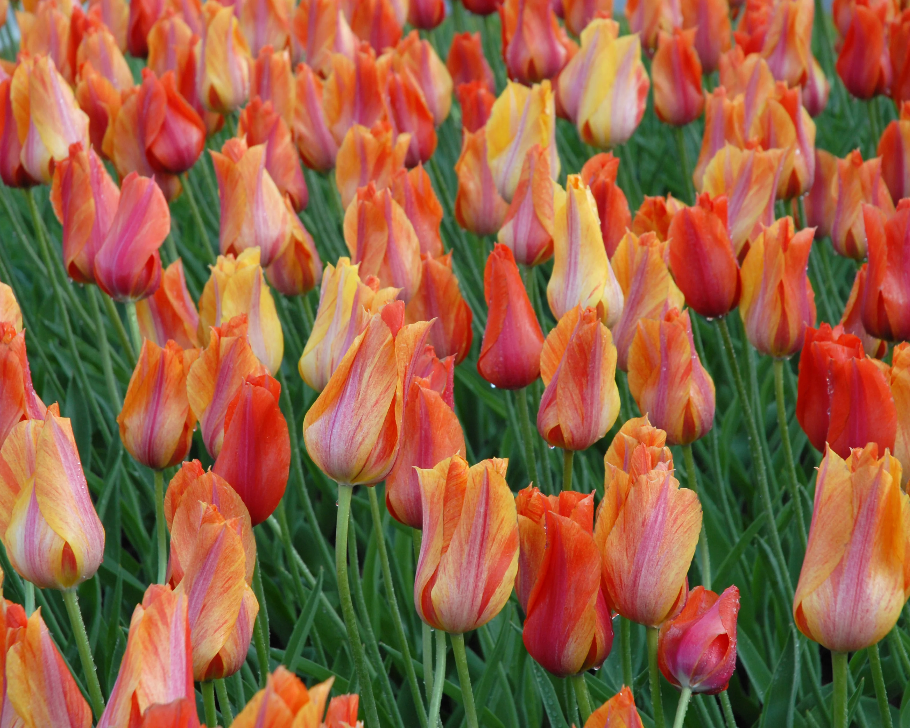 Tulip 'El Niño' - Image 12