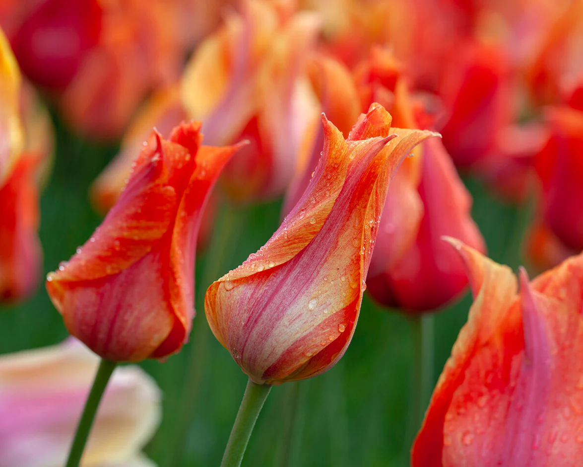 Tulip 'El Niño' - Image 15