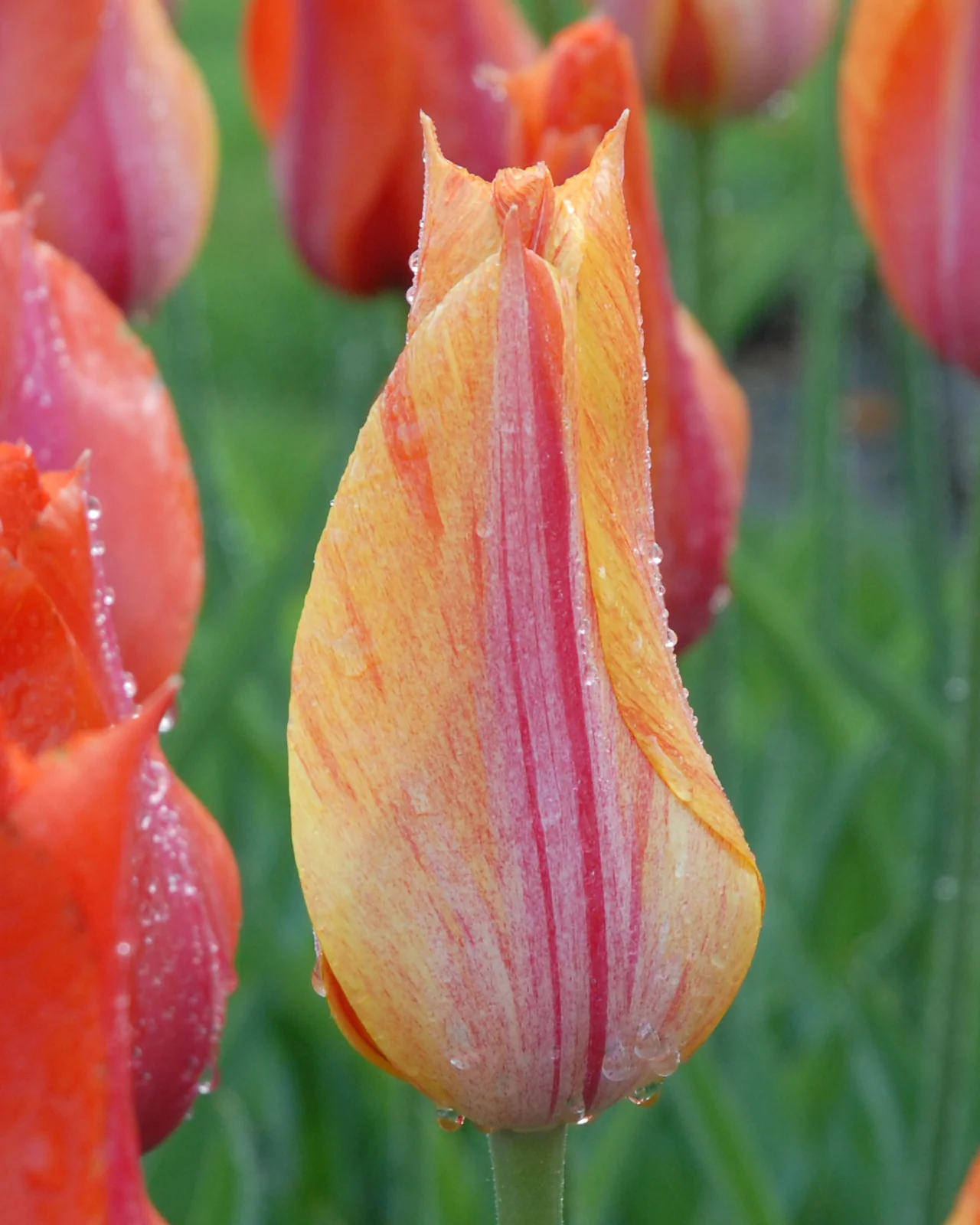 Tulip 'El Niño' - Image 8