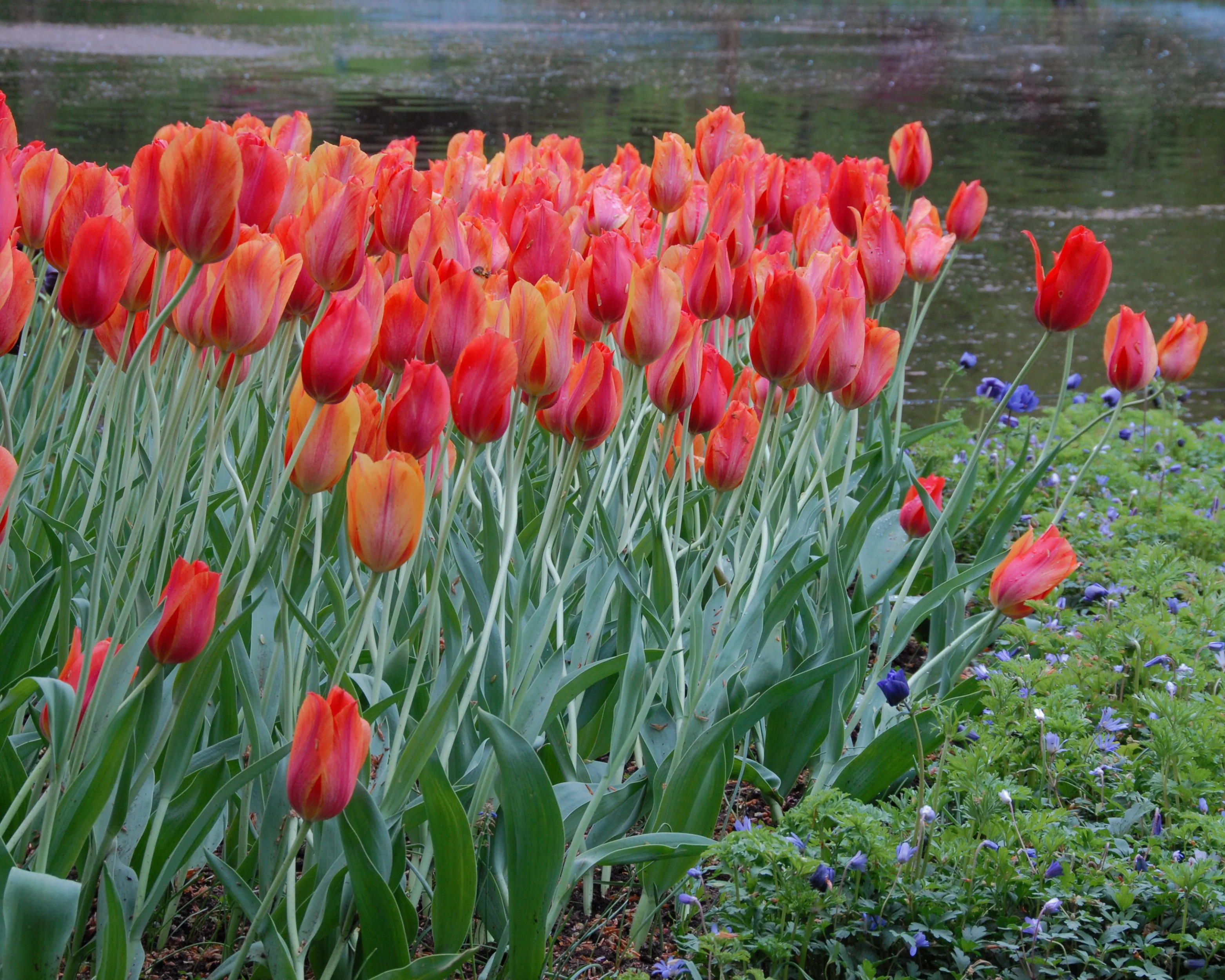 Tulip 'El Niño' - Image 9