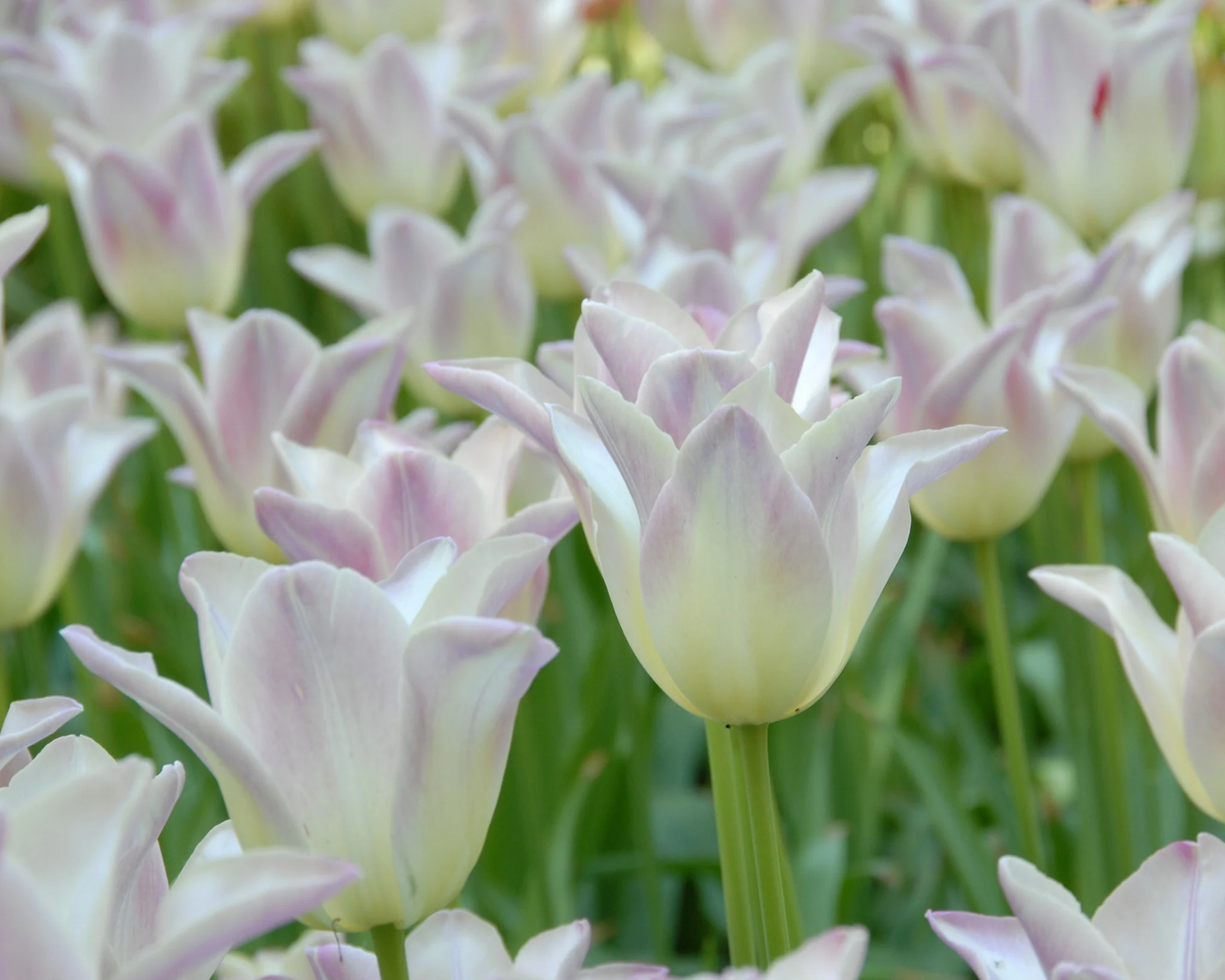 Tulip 'Elegant Lady' - Image 2