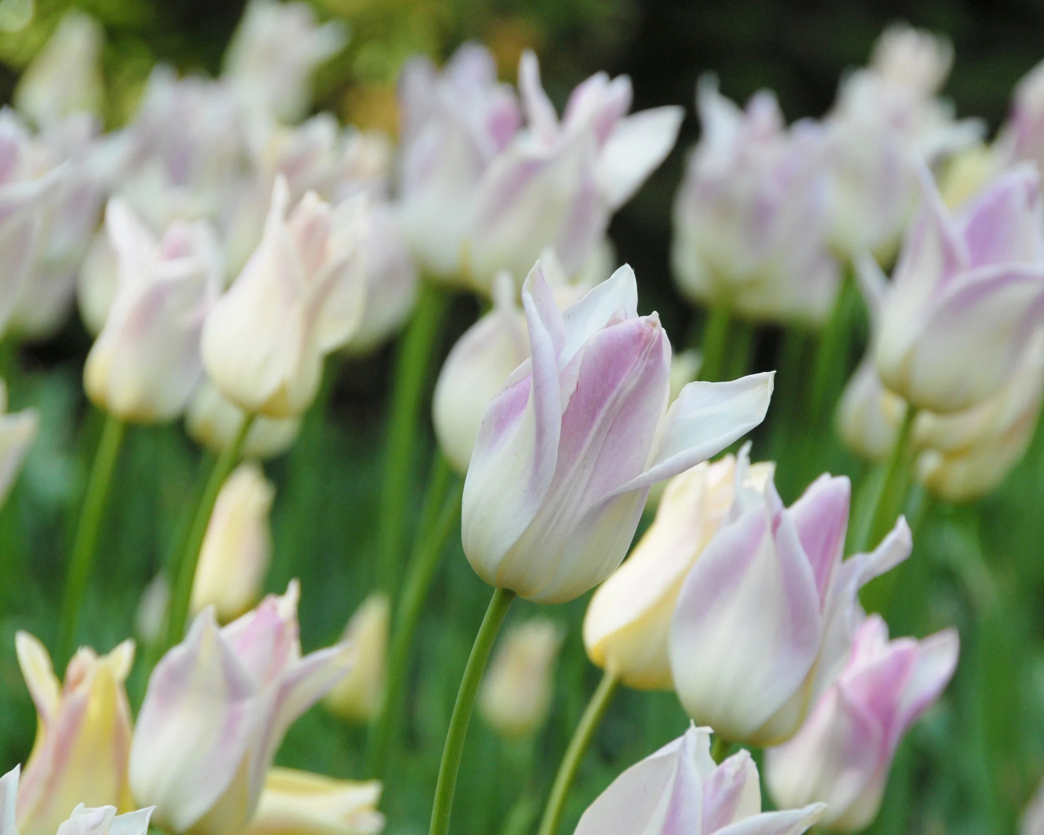 Tulip 'Elegant Lady' - Image 3