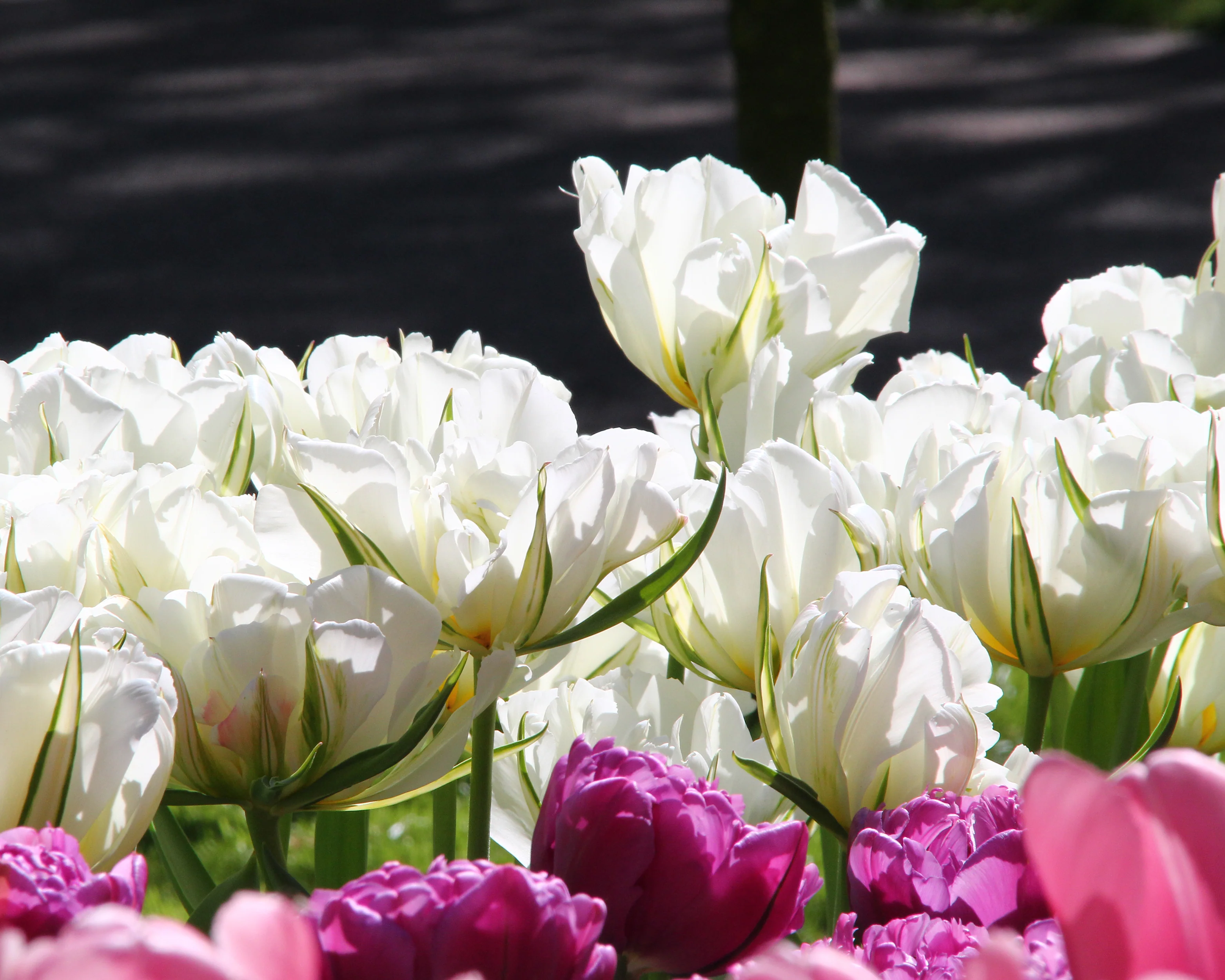 Tulip 'Exotic Emperor' - Image 3