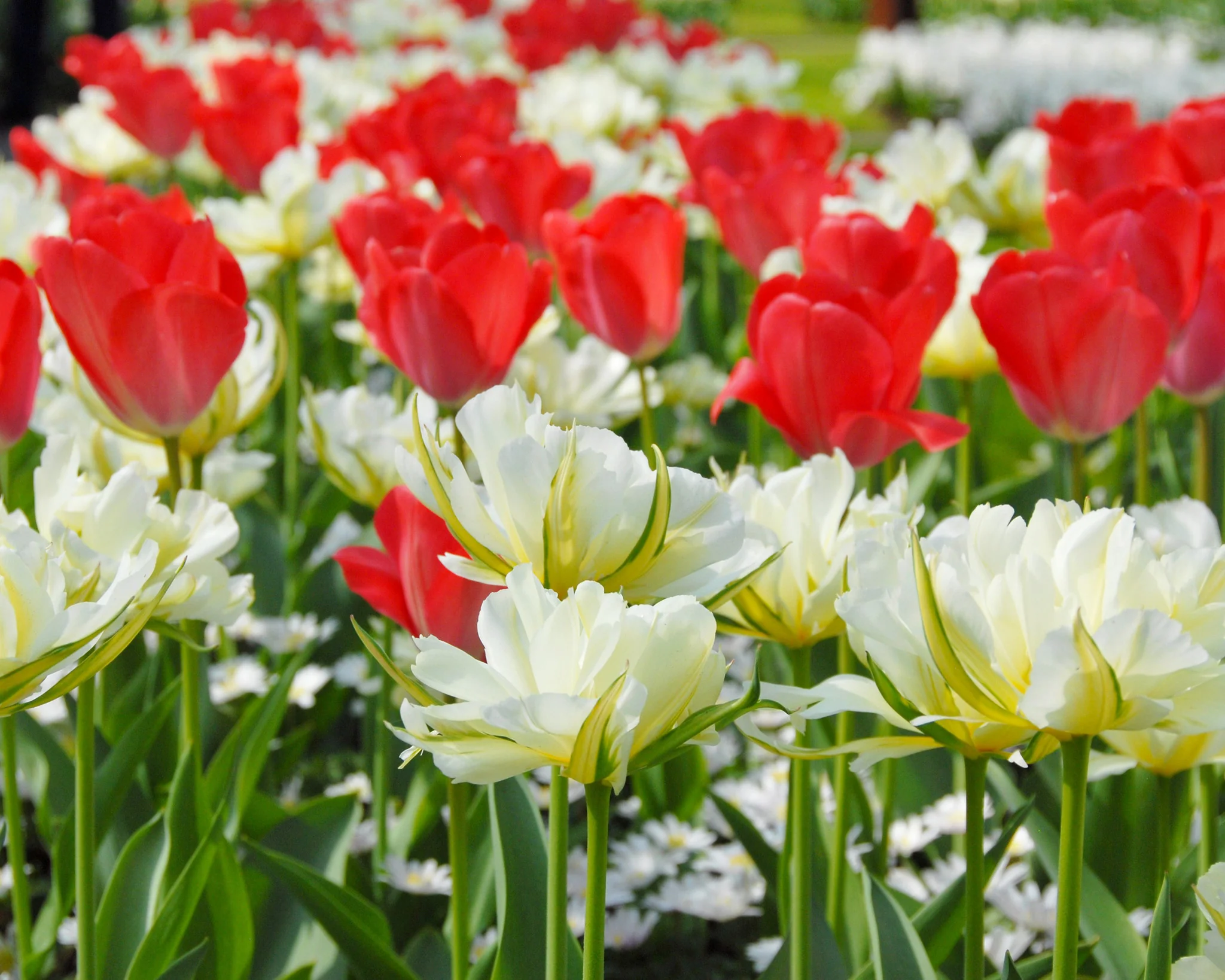 Tulip 'Exotic Emperor' - Image 7