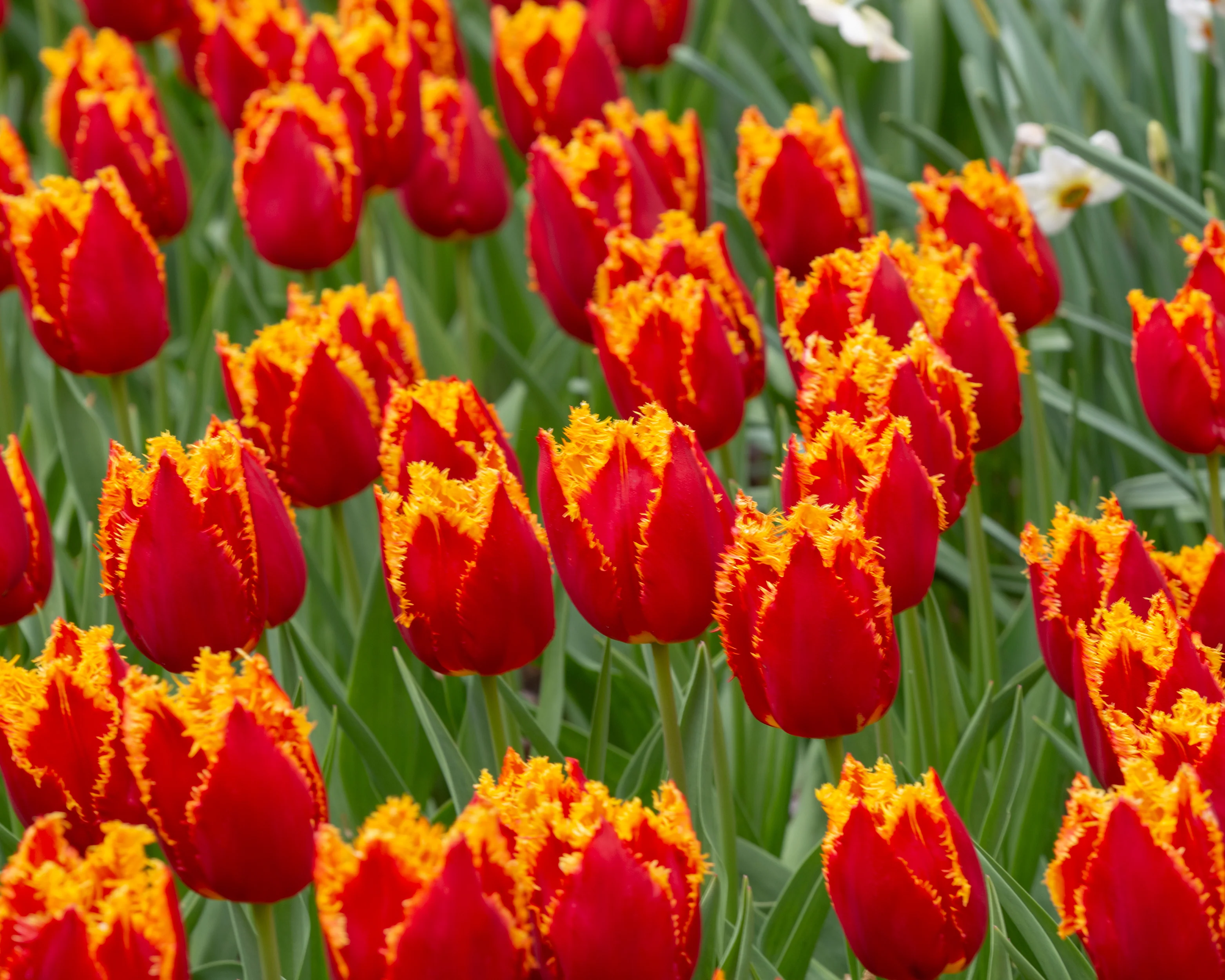 Tulip 'Fabio' - Image 2