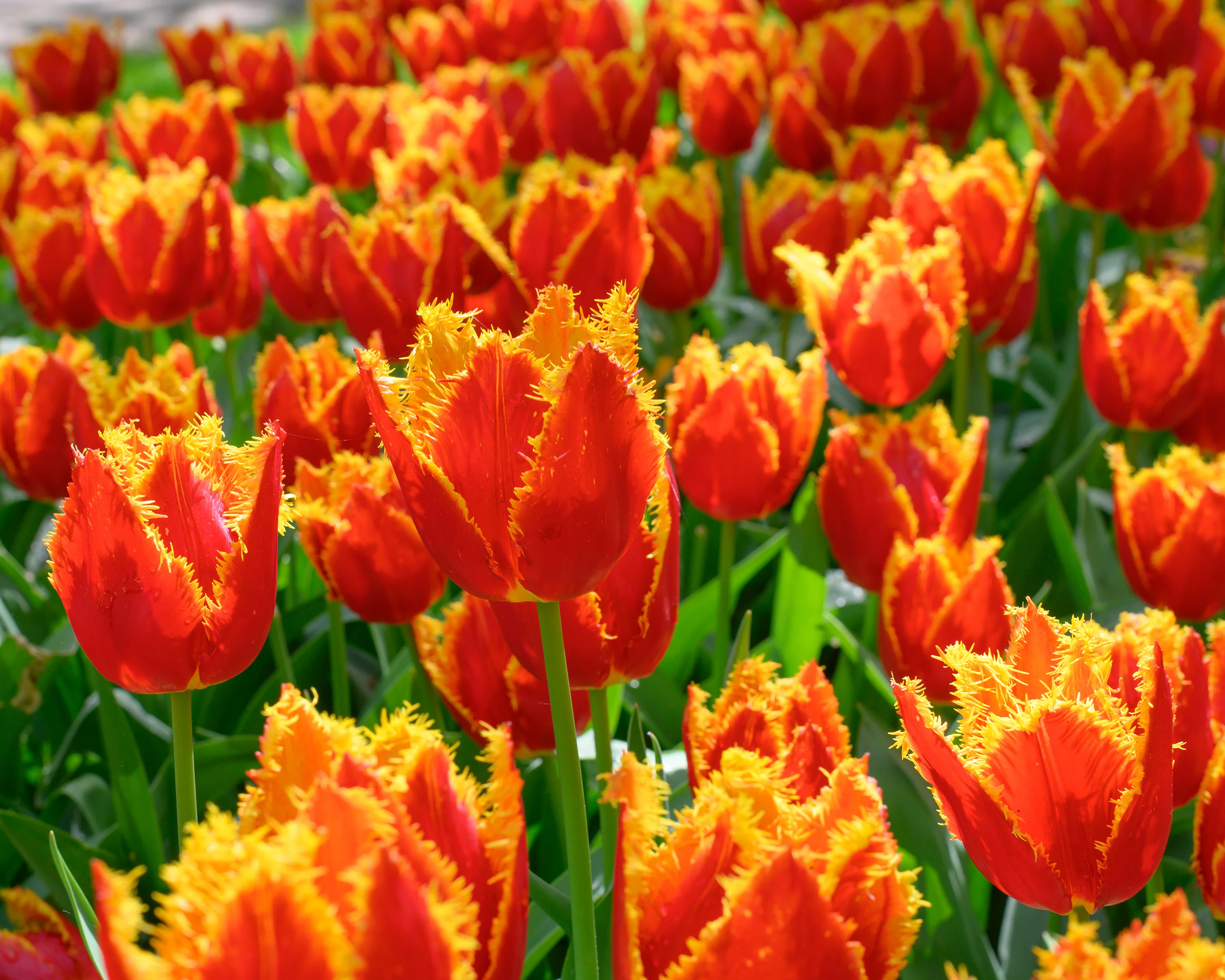 Tulip 'Fabio' - Image 6