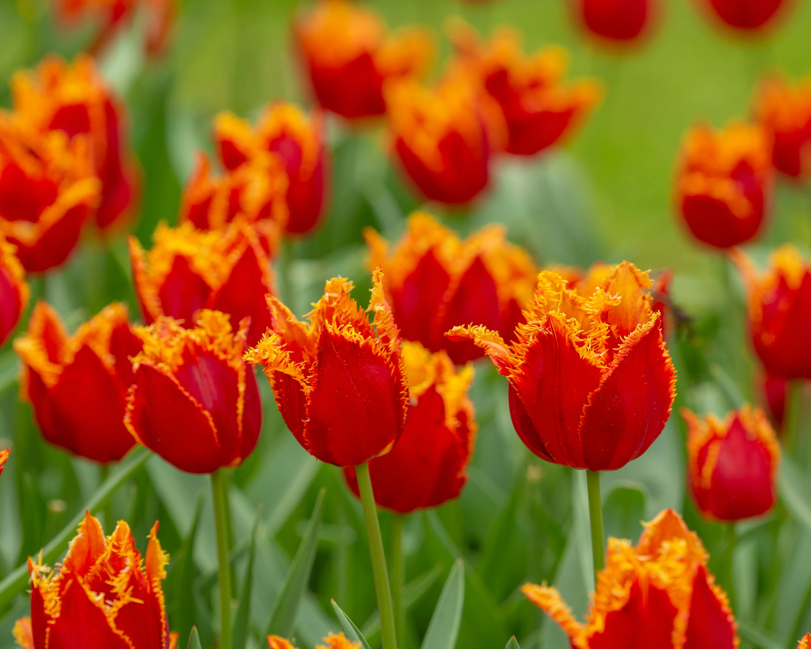 Tulip 'Fabio' - Image 7