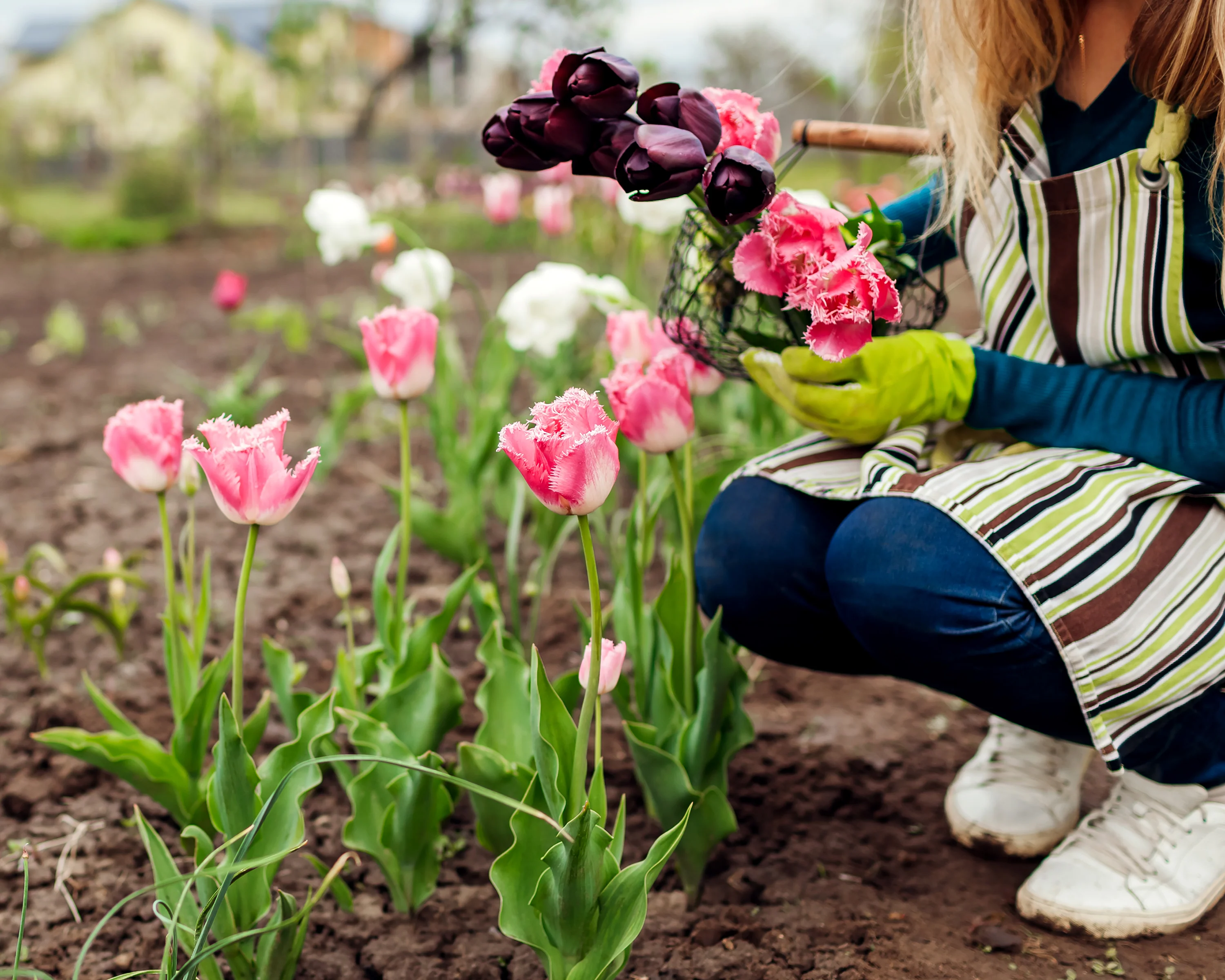 Tulip 'Fancy Frills' - Image 4