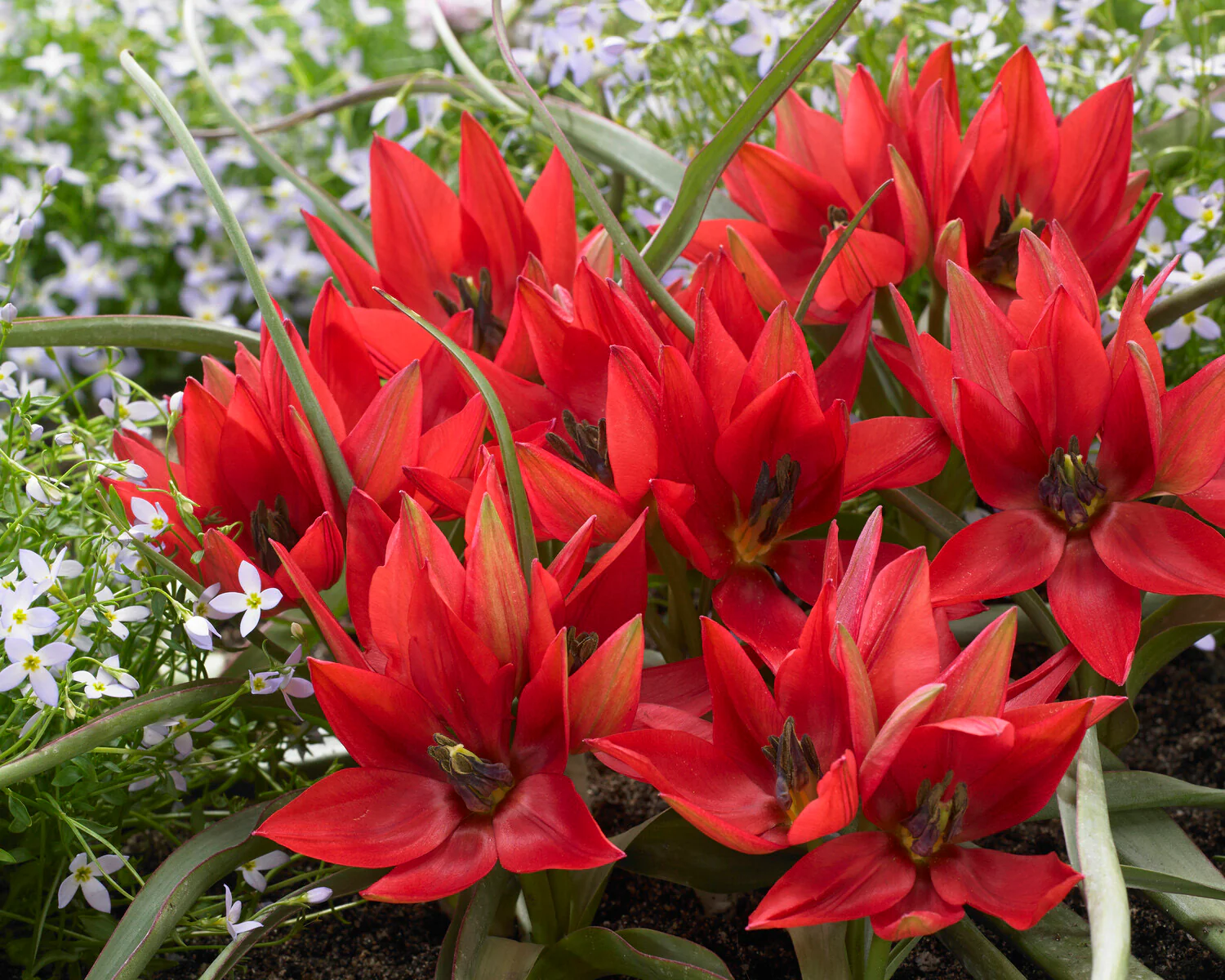 Tulip 'Fenna' - Image 3