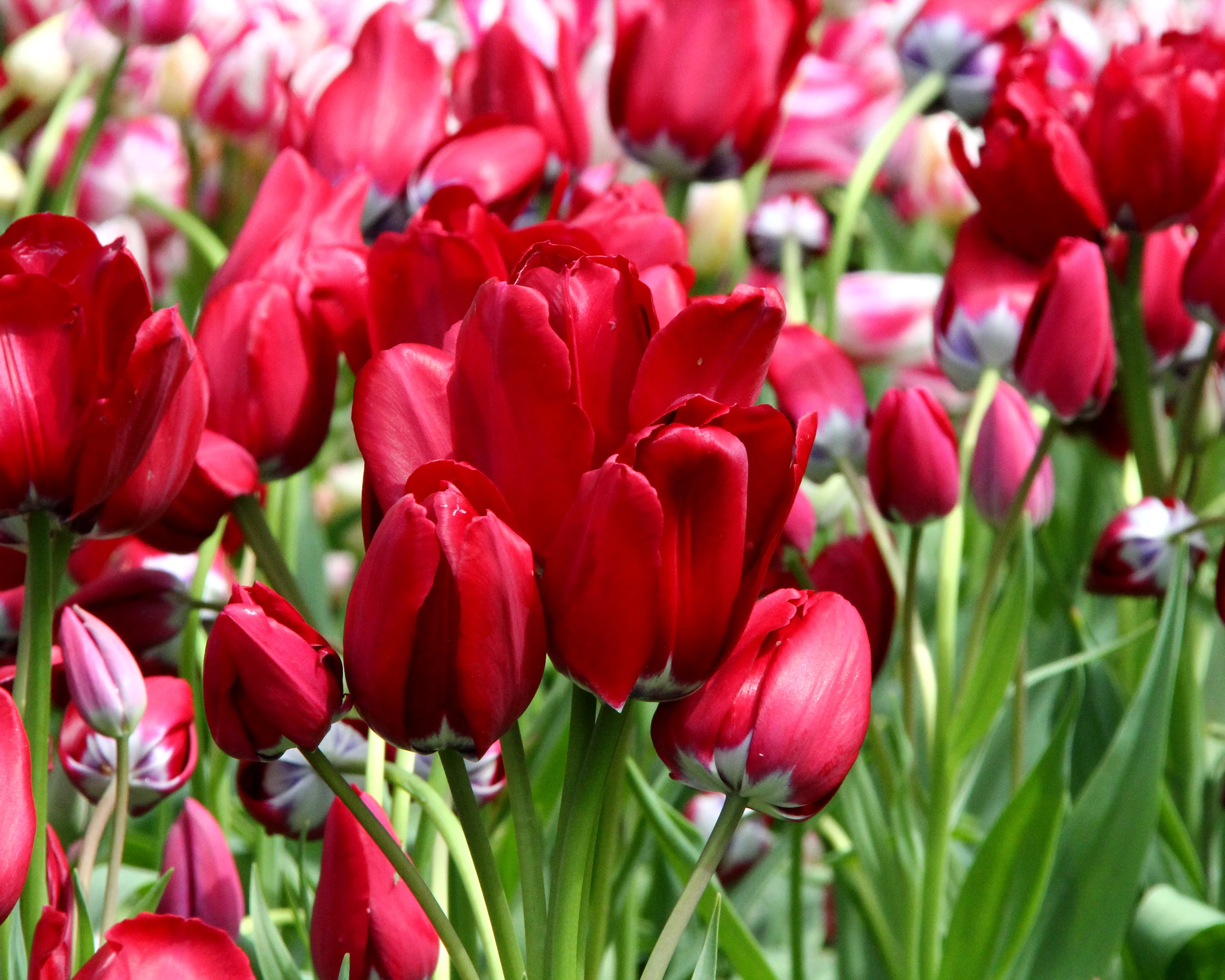 Tulip 'Fiery Club' - Image 2