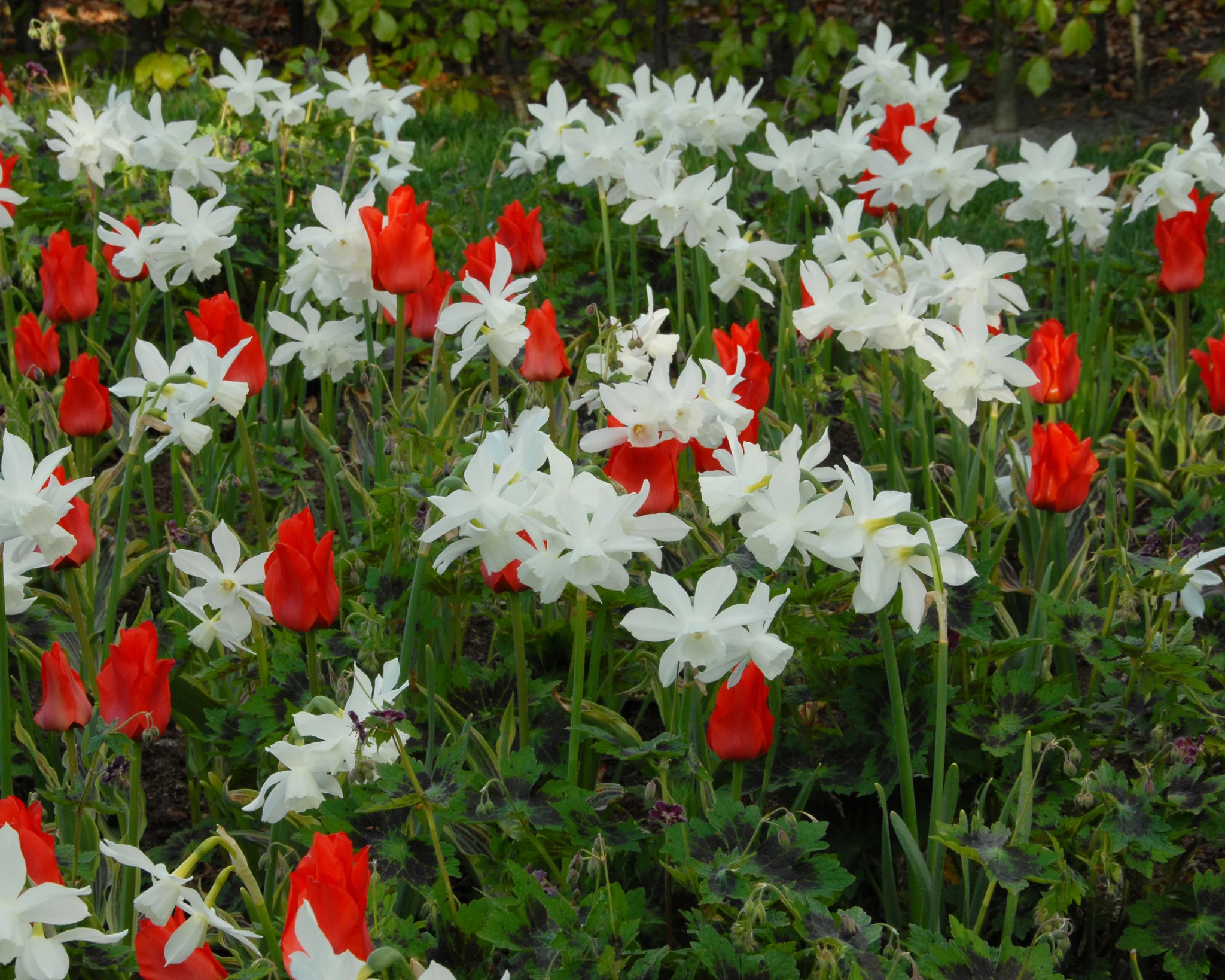 Tulip 'Fire of Love' - Image 3