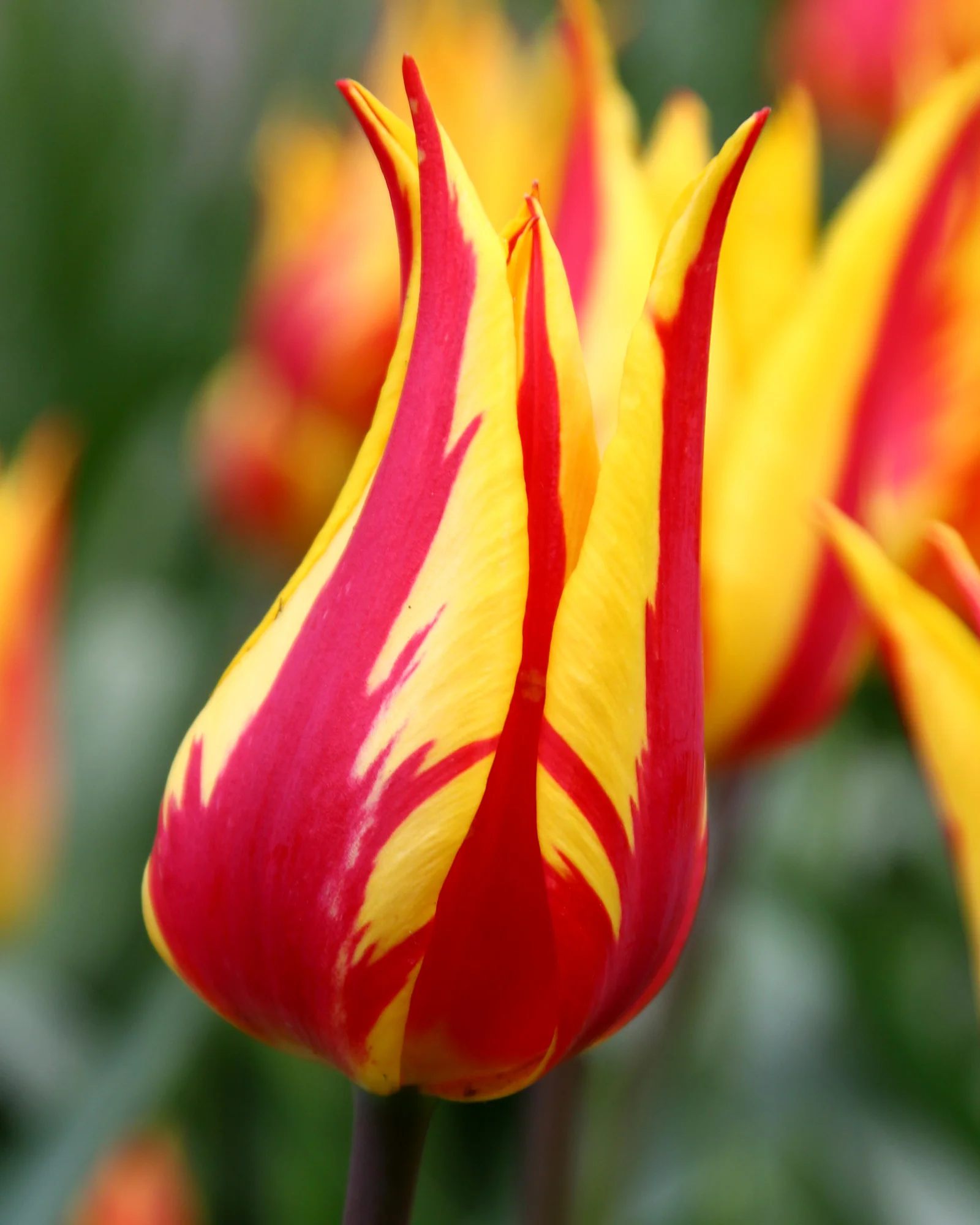 Tulip 'Fireworks' - Image 3