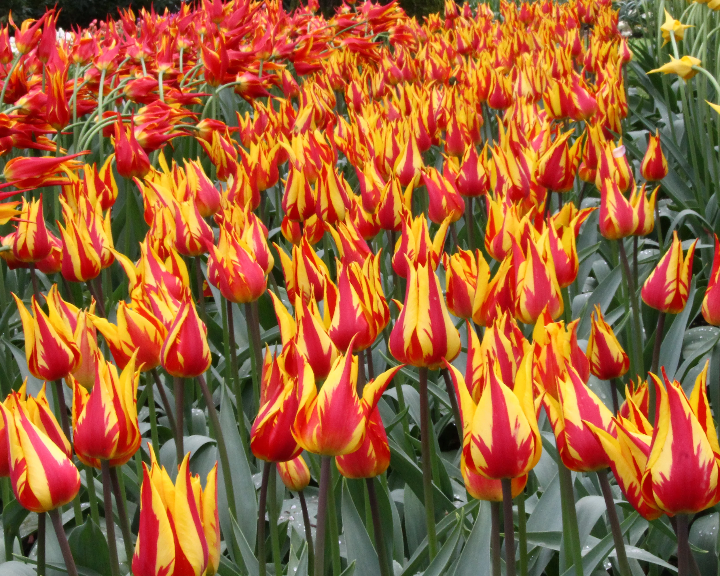 Tulip 'Fireworks' - Image 4