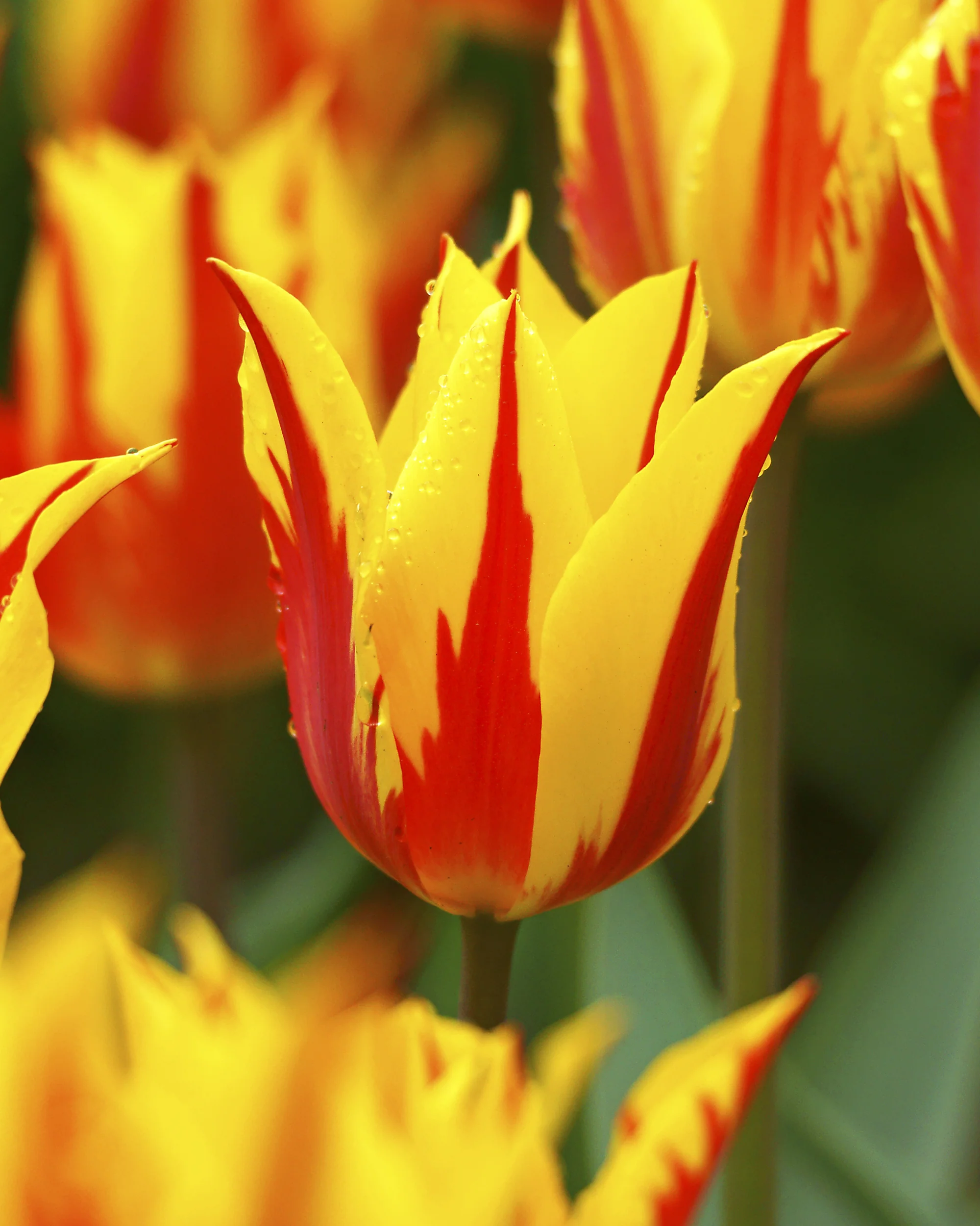 Tulip 'Fireworks' - Image 5