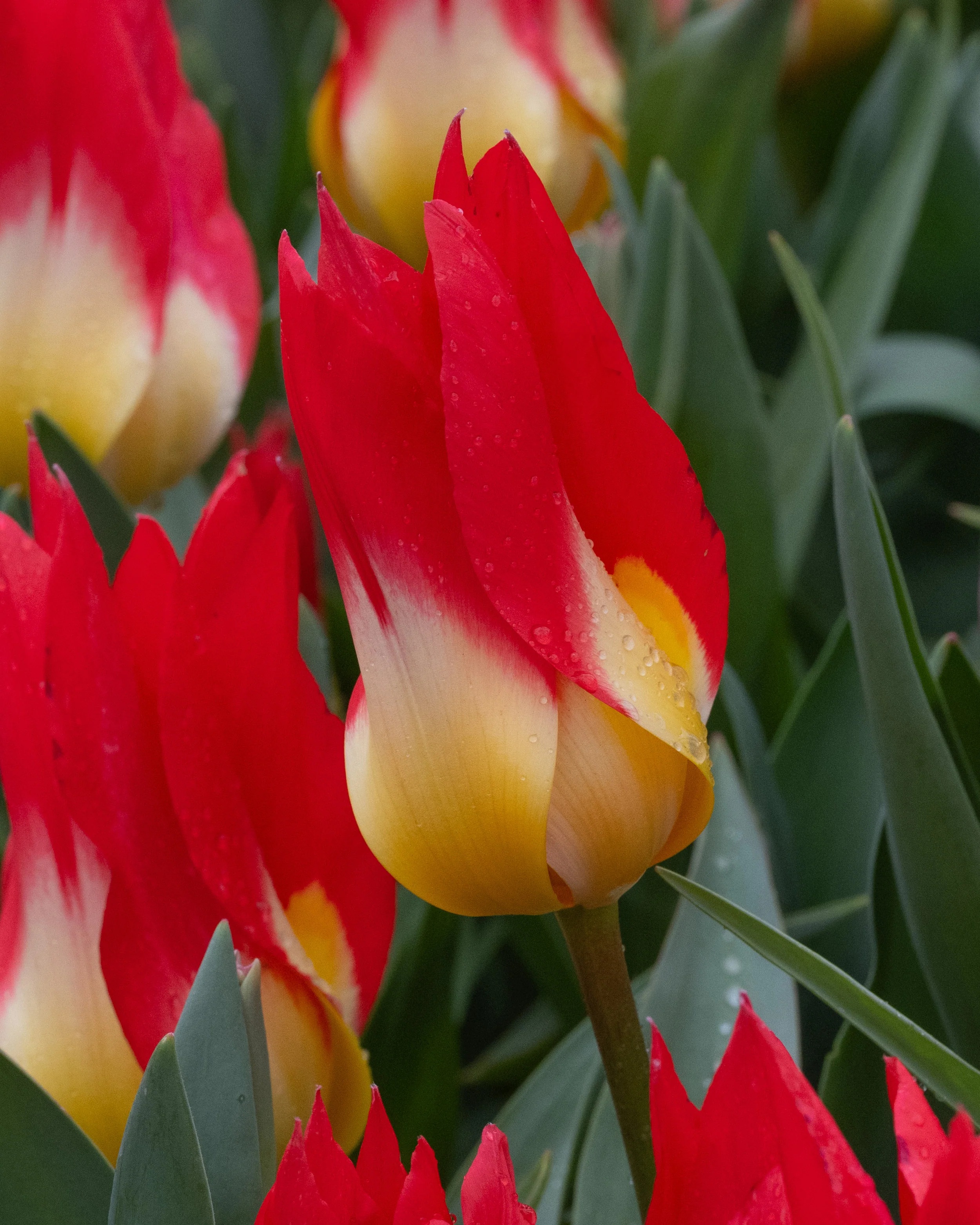 Tulip 'Flames Mystery' - Image 4