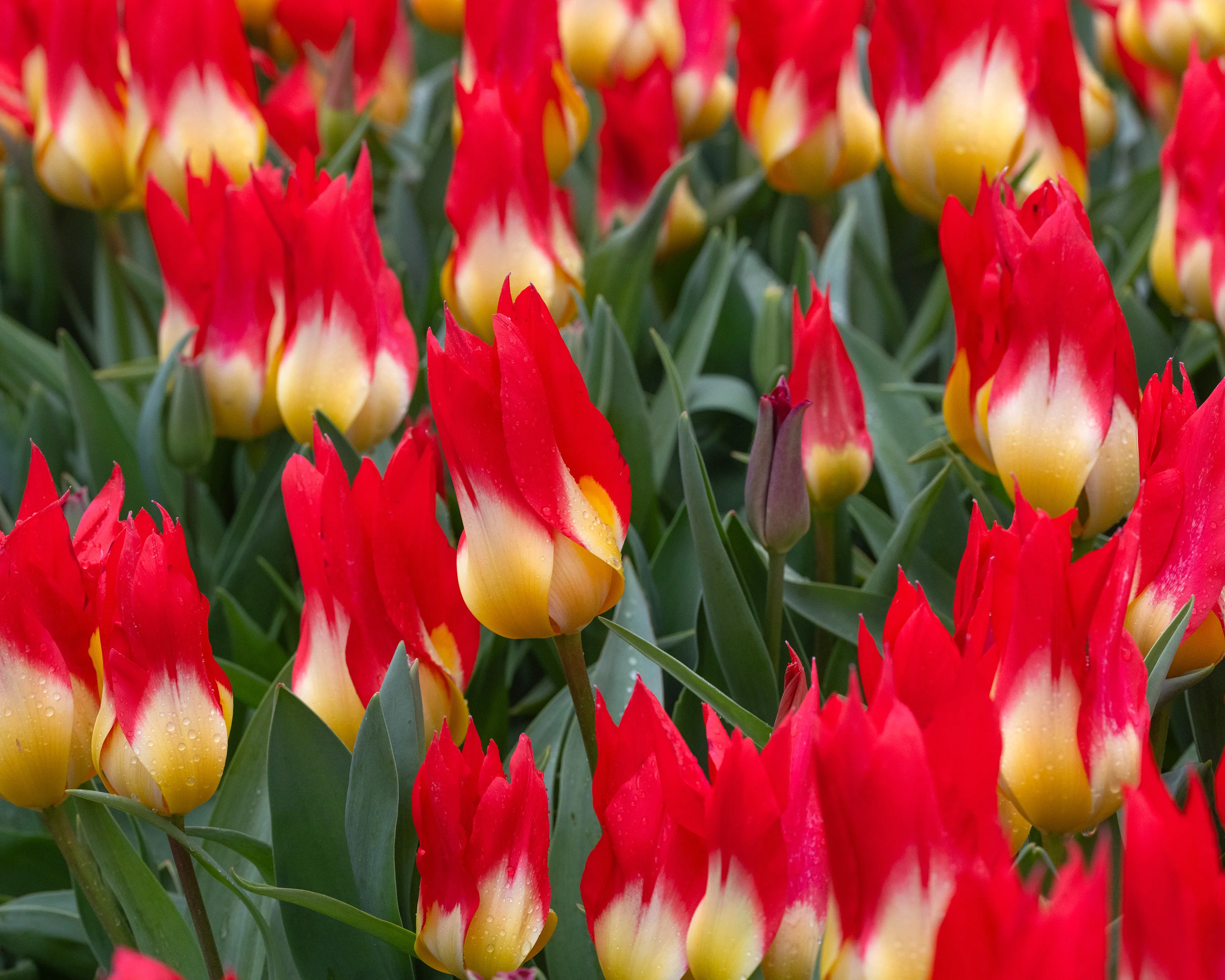 Tulip 'Flames Mystery' - Image 8
