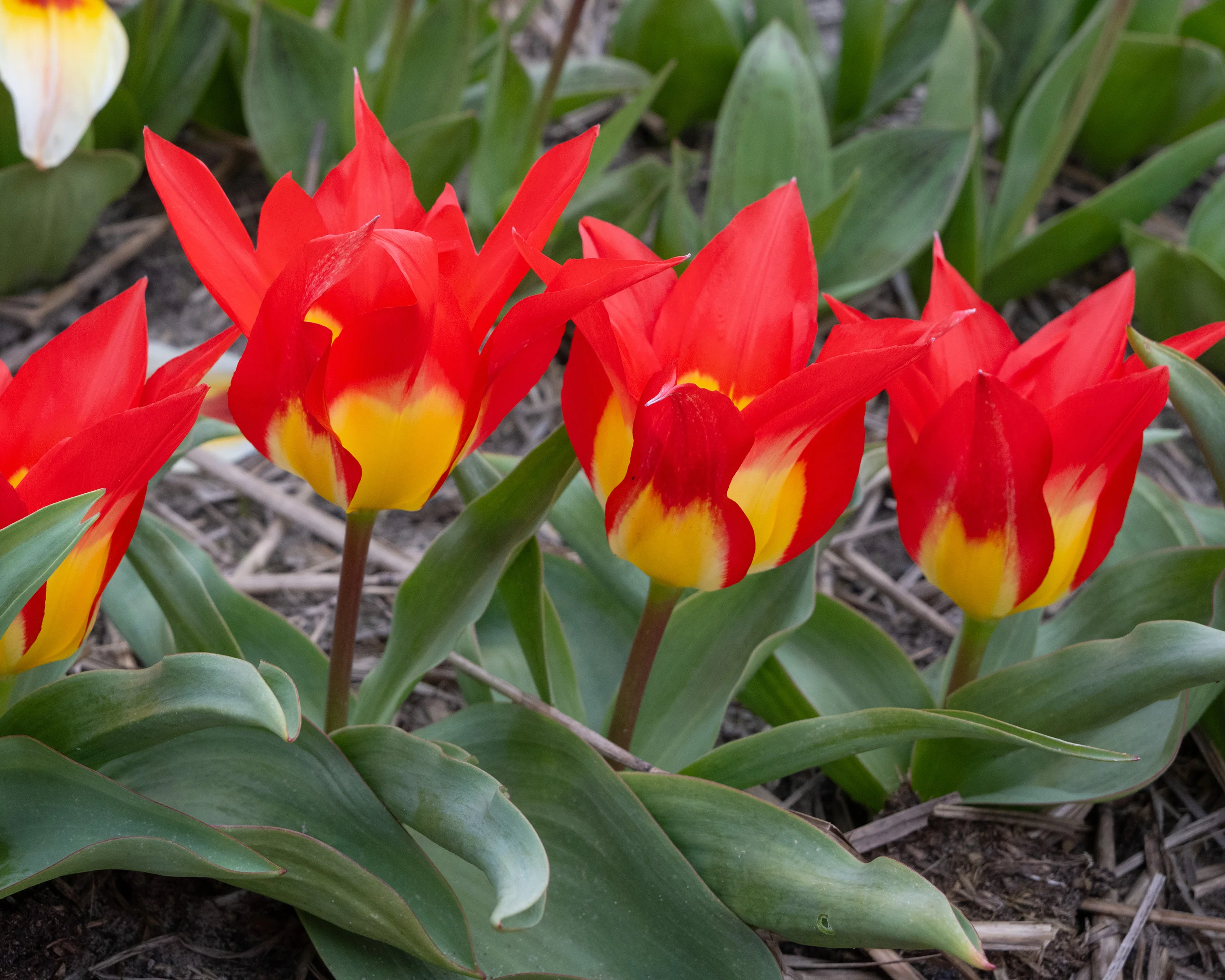 Tulip 'Flames Mystery' - Image 9