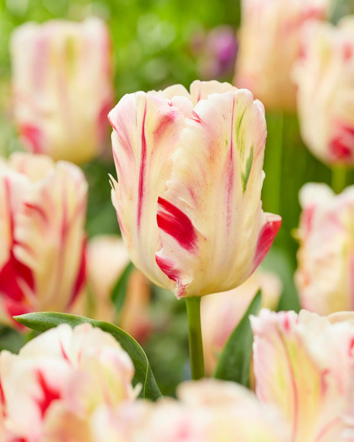 Tulip 'Flaming Art' - Image 2