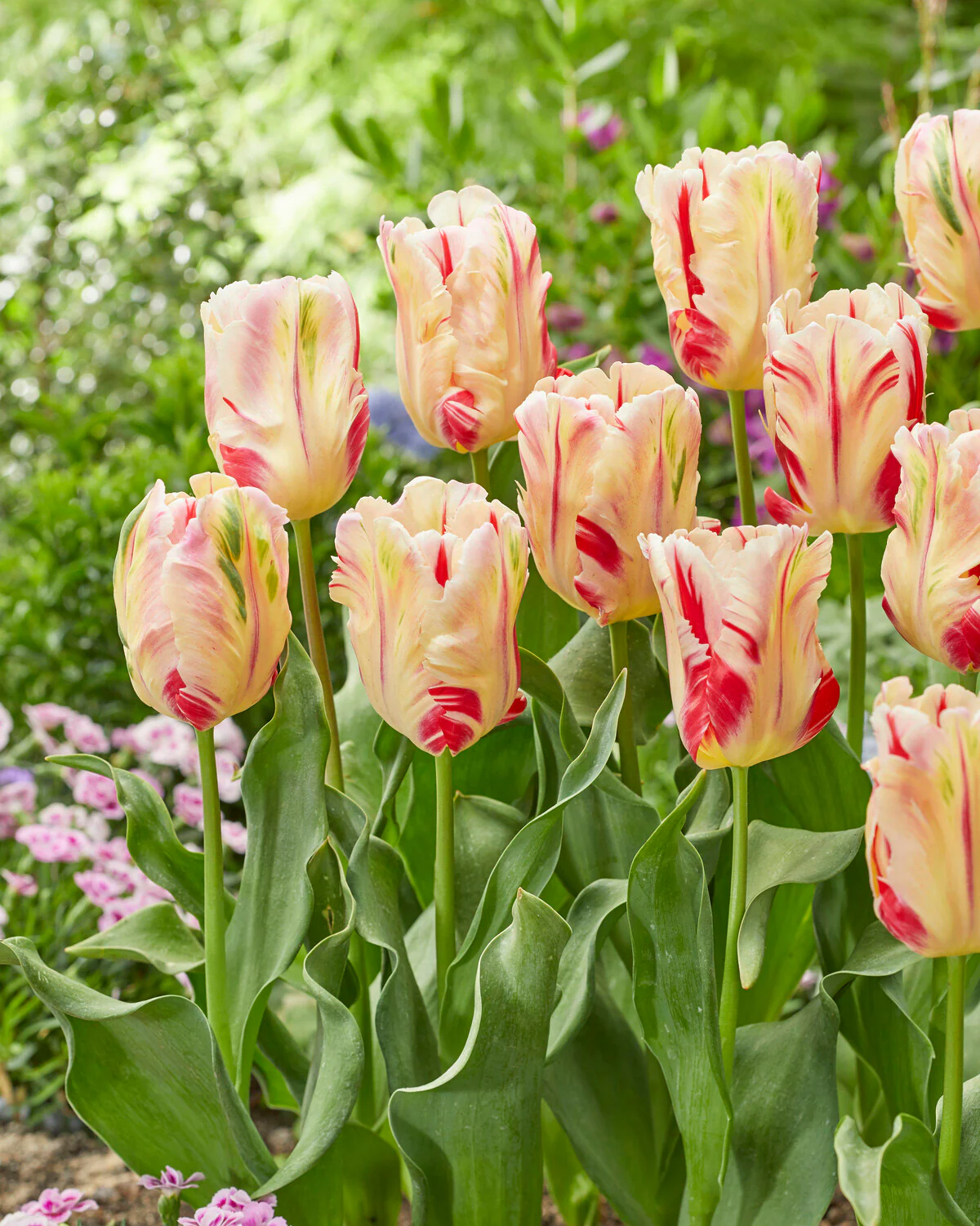 Tulip 'Flaming Art' - Image 3